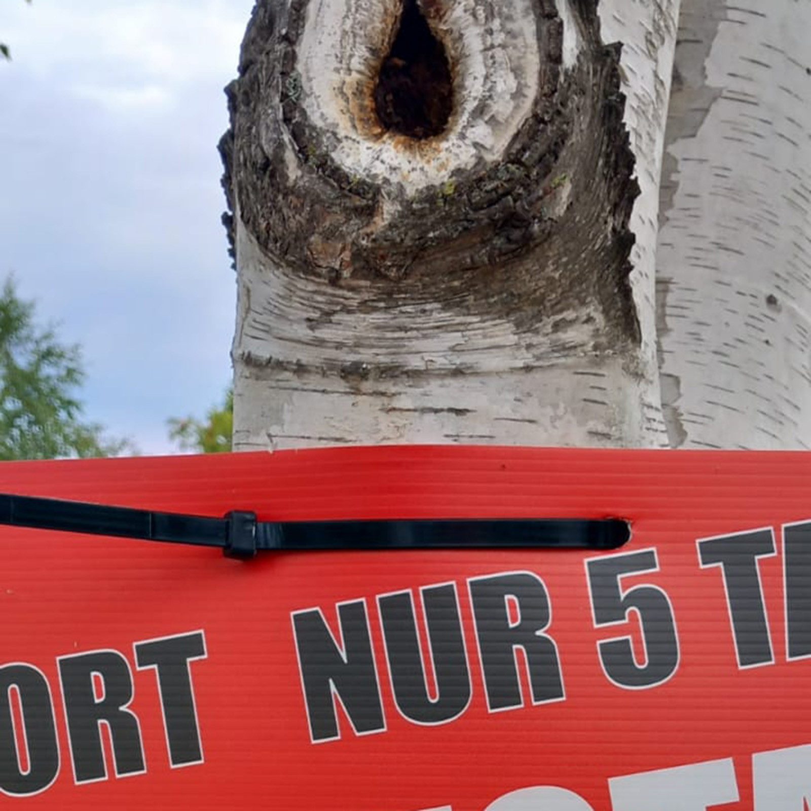 HTI-Living Kabelbinder Kabelbinder für Plakatbefestigung 80cm (Set, 100-St., 100 Kabelbinder)