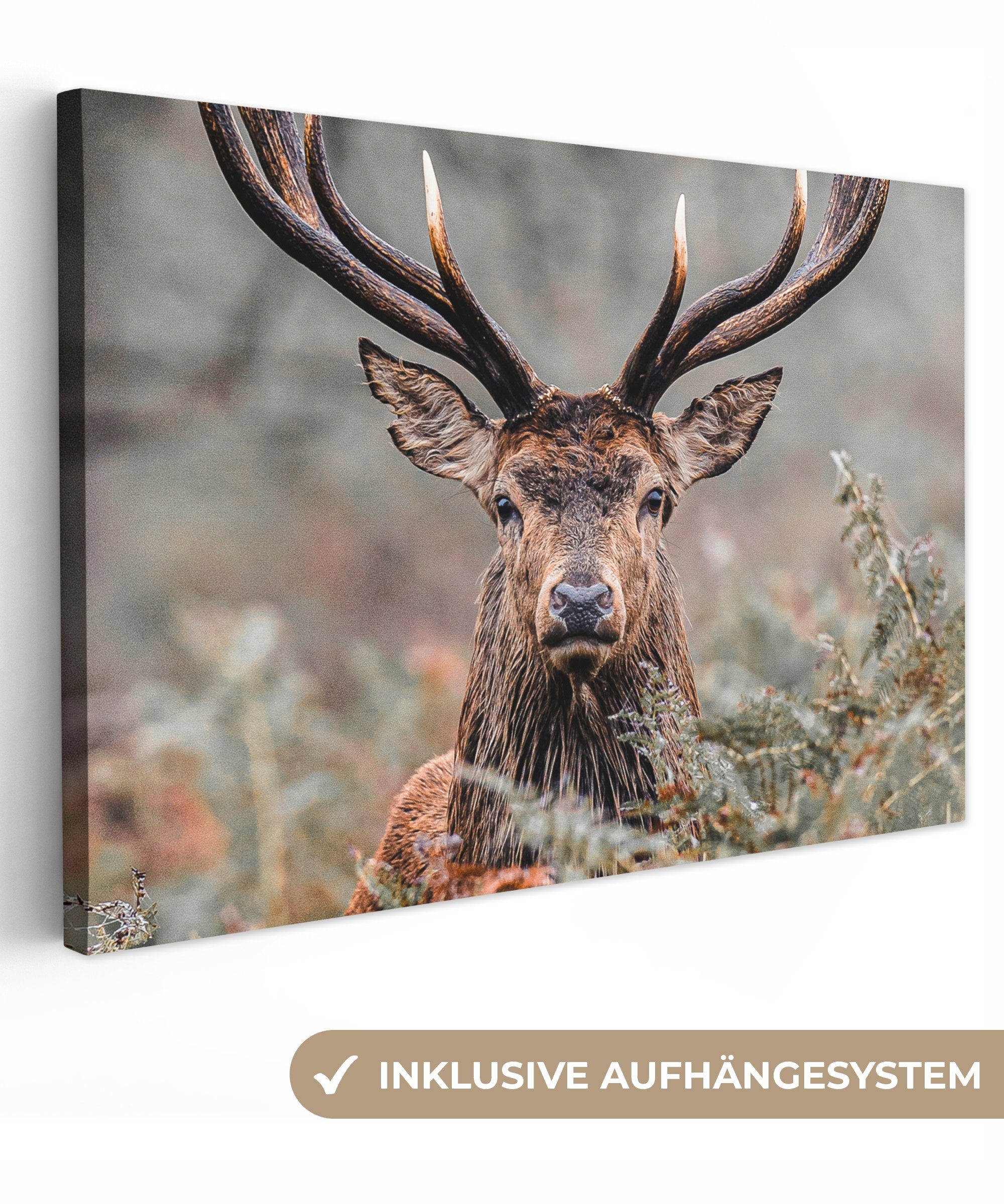 OneMillionCanvasses® Leinwandbild Hirsche - Natur - Herbst - Waldtiere, Fot günstig online kaufen