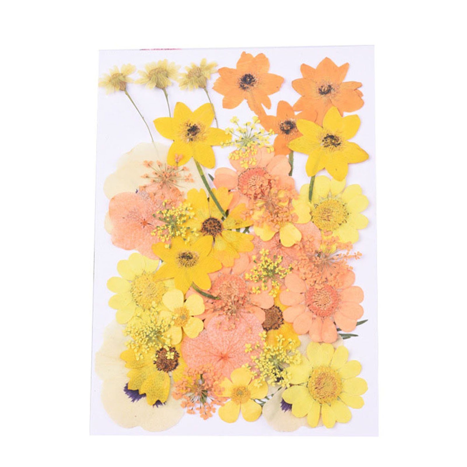 Trockenblume Trockenblumen-Set Zum Selbermachen, Gepresste Blumen, Getrocknetes, Blusmart orange yellow
