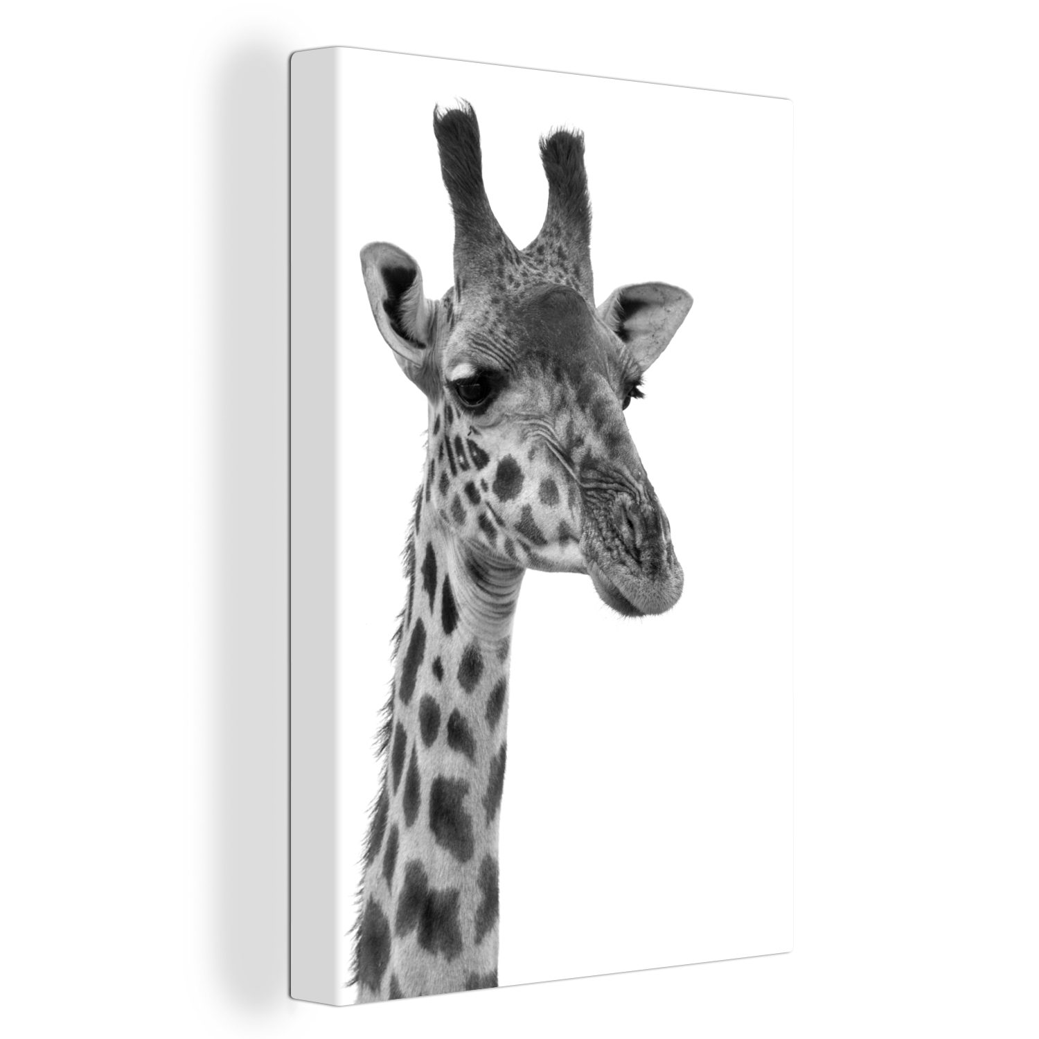 OneMillionCanvasses® Leinwandbild Porträt einer Giraffe - schwarz und weiß, (1 St), Leinwandbild fertig bespannt inkl. Zackenaufhänger, Gemälde, 20x30 cm