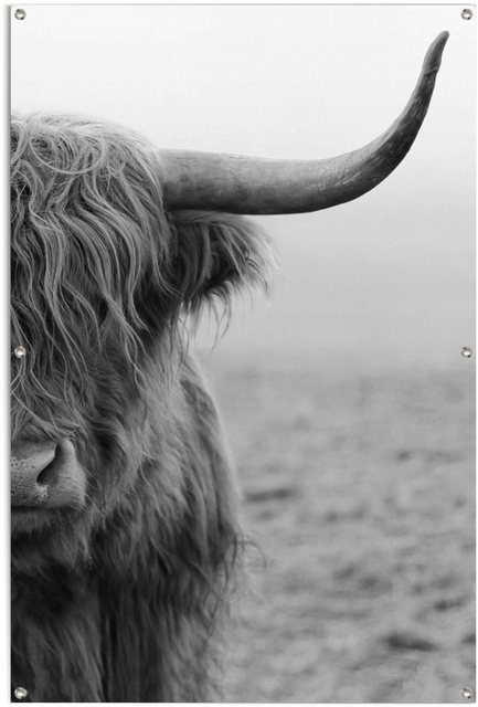 Reinders! Poster »Highlander Bulle«-Otto