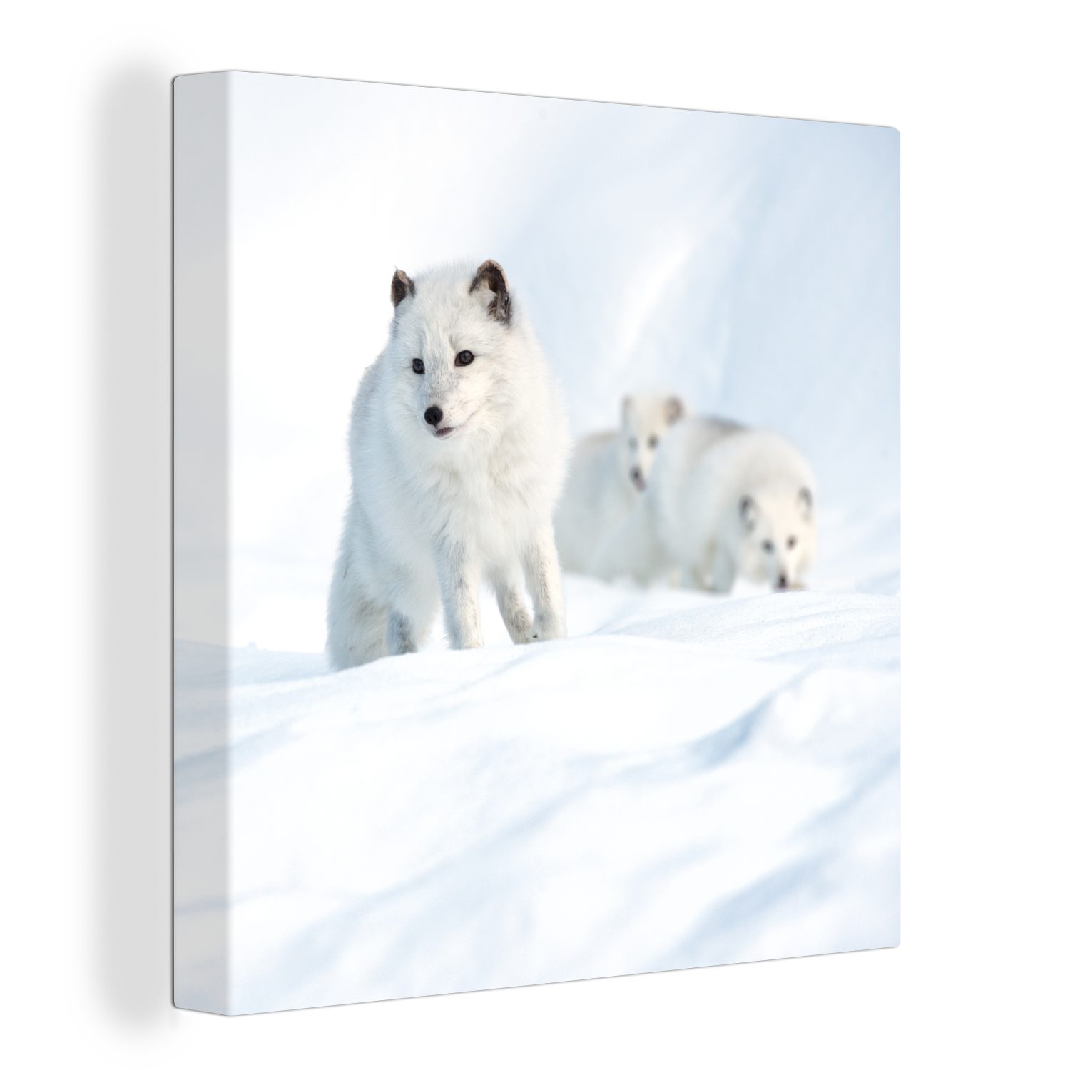 OneMillionCanvasses® Leinwandbild Tiere, Polarfüchse Schnee - (1 Schlafzimmer St), Bilder Leinwand Wohnzimmer - für