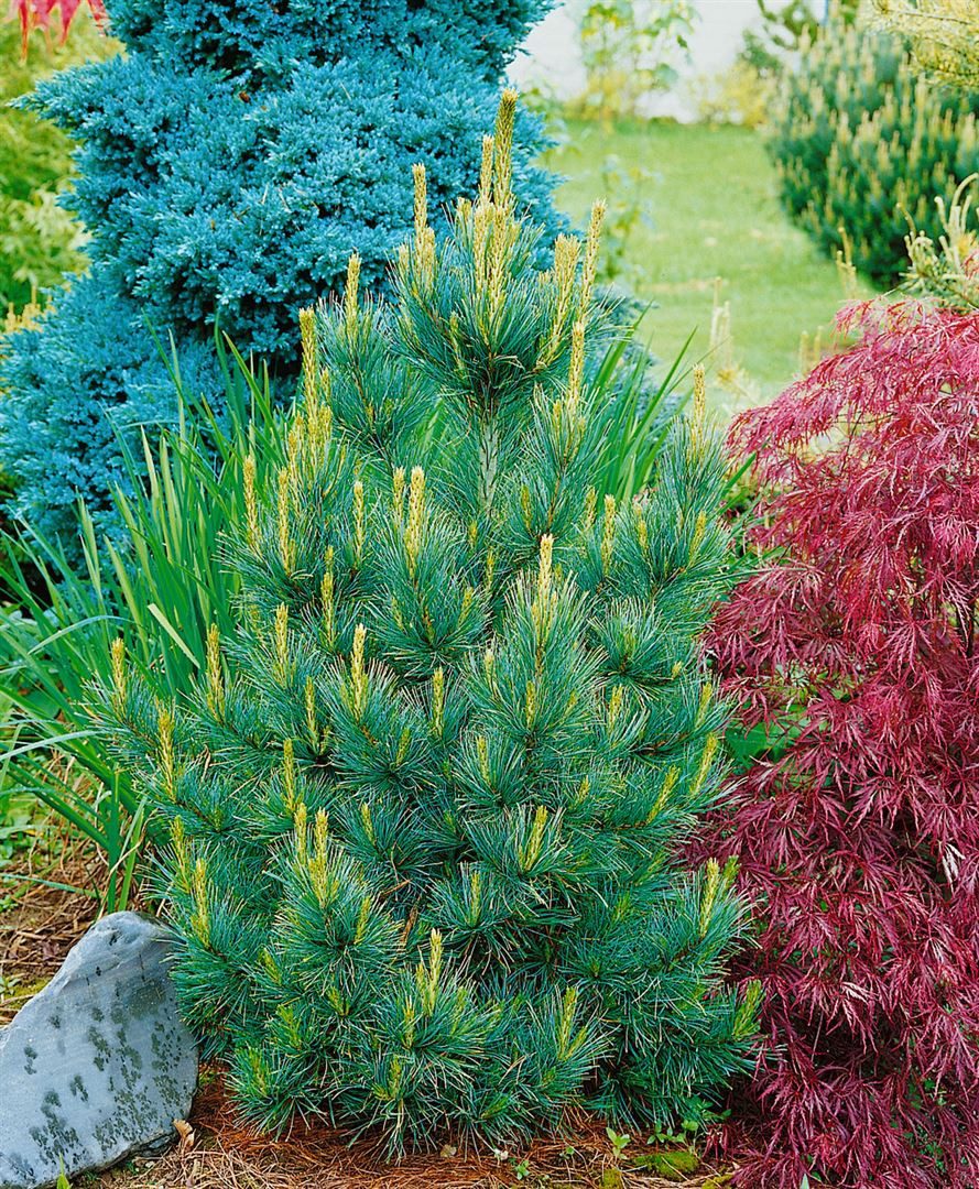 Pflanzen für Dich Konifere Pinus cembra Westerstede, 1 St., Zirbelkiefer, Arve, winterhart, langsamer Wuchs