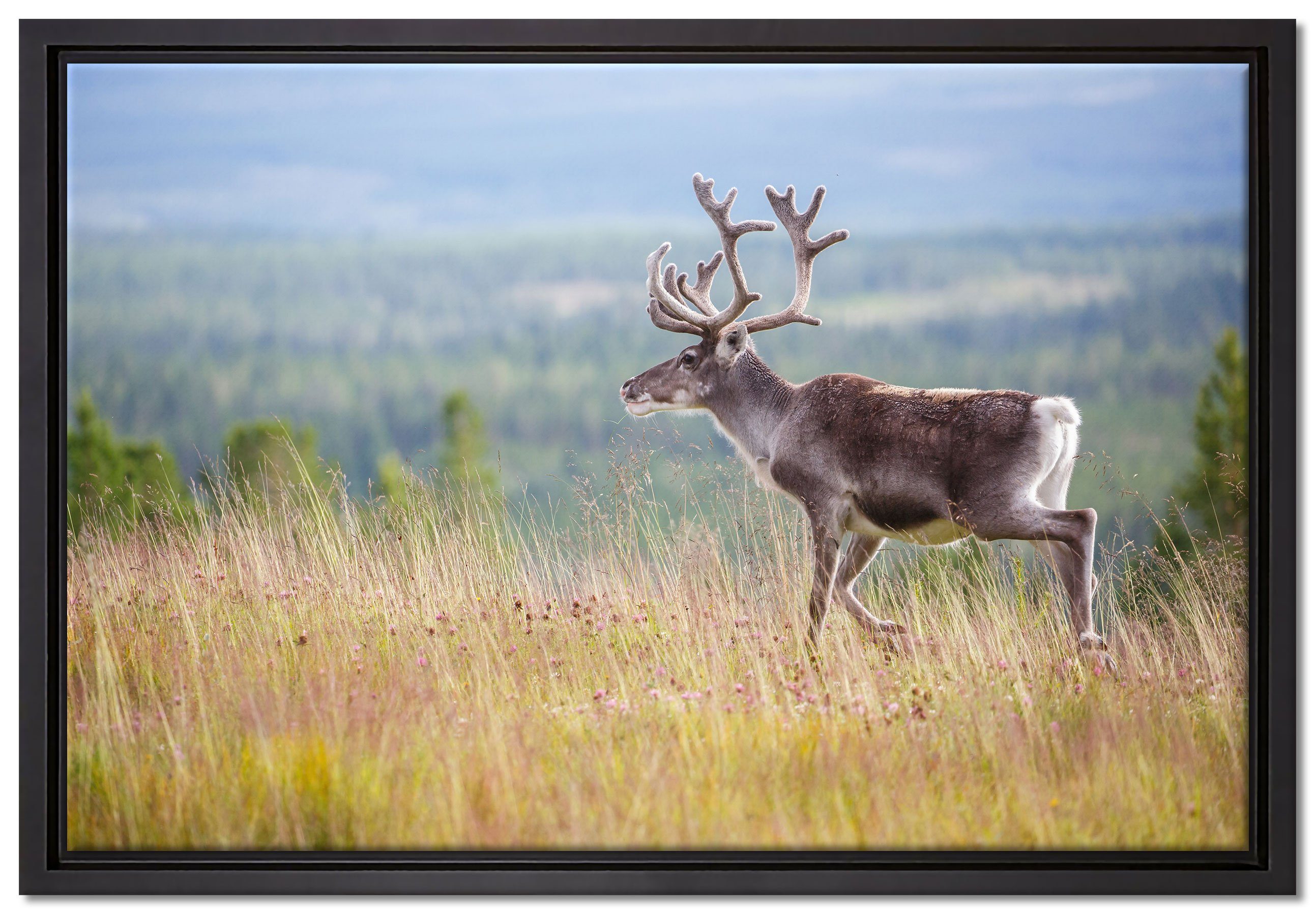 Pixxprint Leinwandbild Rentier in Norwegen, Wanddekoration (1 St), Leinwandbild fertig bespannt, in einem Schattenfugen-Bilderrahmen gefasst, inkl. Zackenaufhänger