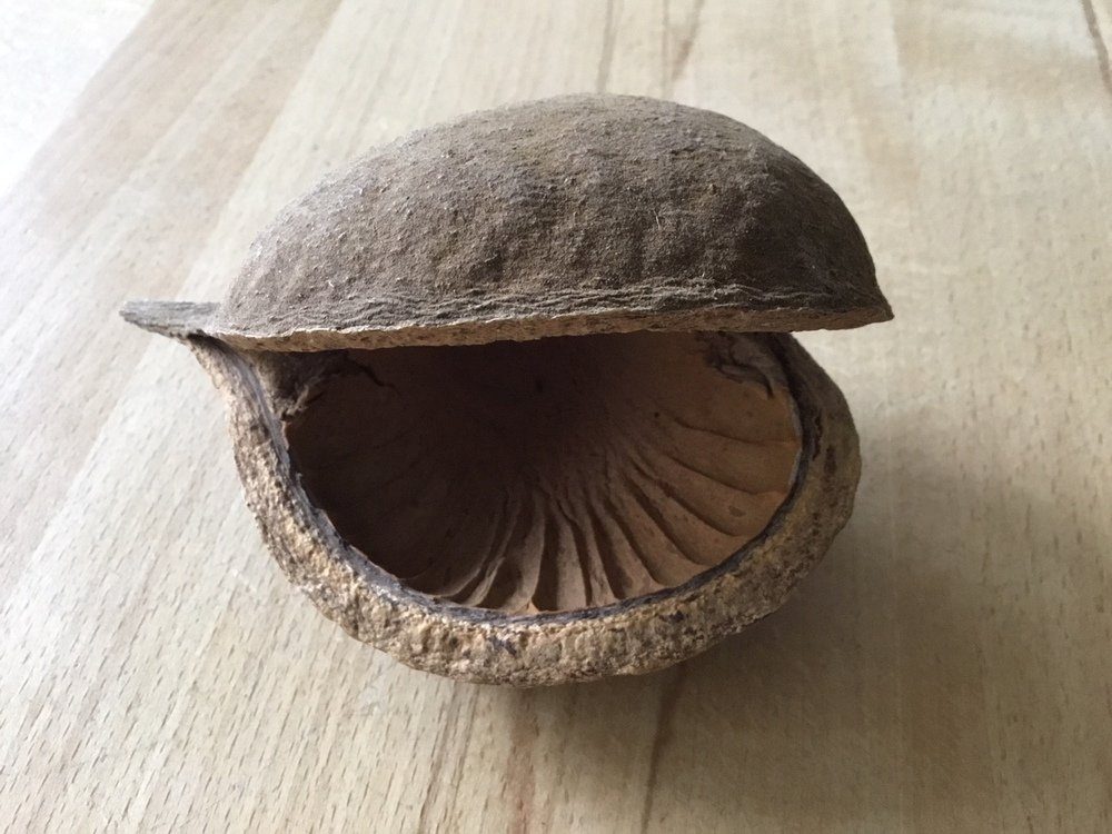 Terrarium Buddahnuss rund ca. 8-11cm
