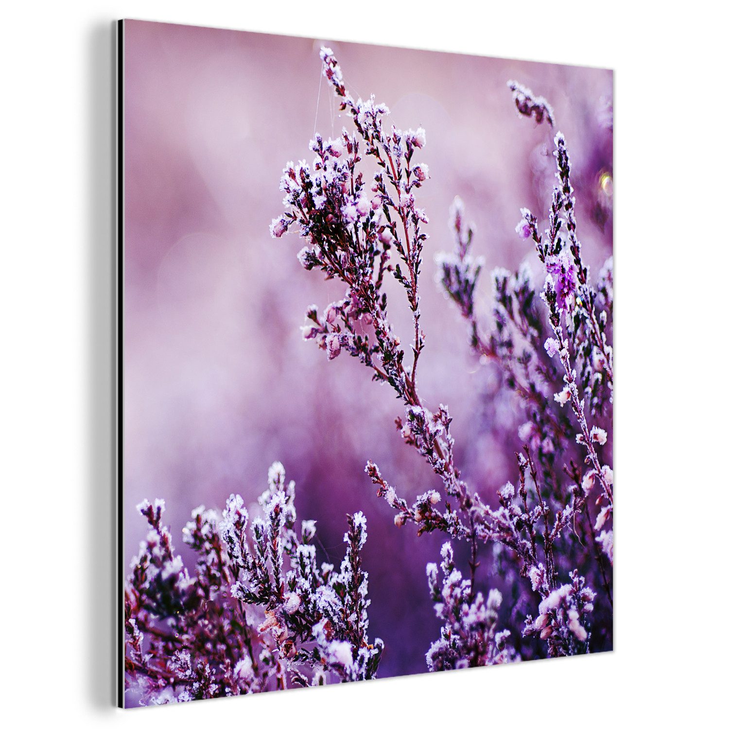 MuchoWow Metallbild Lavendel - Winter - Blumen - Lila, Inkl. Aufhängung, Alu-Dibond-Druck, Wandbild aus Metall, Aluminium deko, 20x20 cm