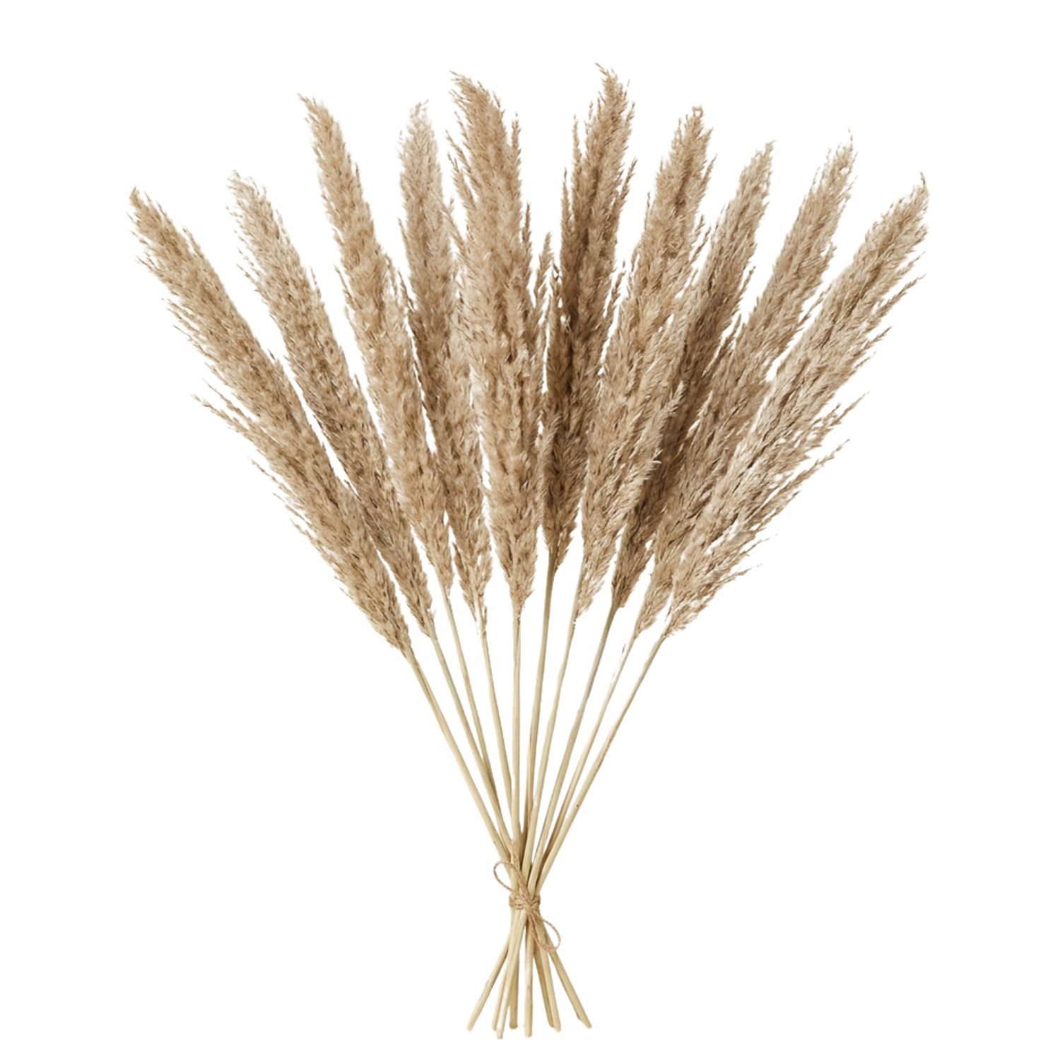 Marrakesch Orient & Mediterran Interior Übertopf Pampasgras Trockenblumen Natur 10er Set, Pampaszweige Deko 135cm (10 St), Handarbeit