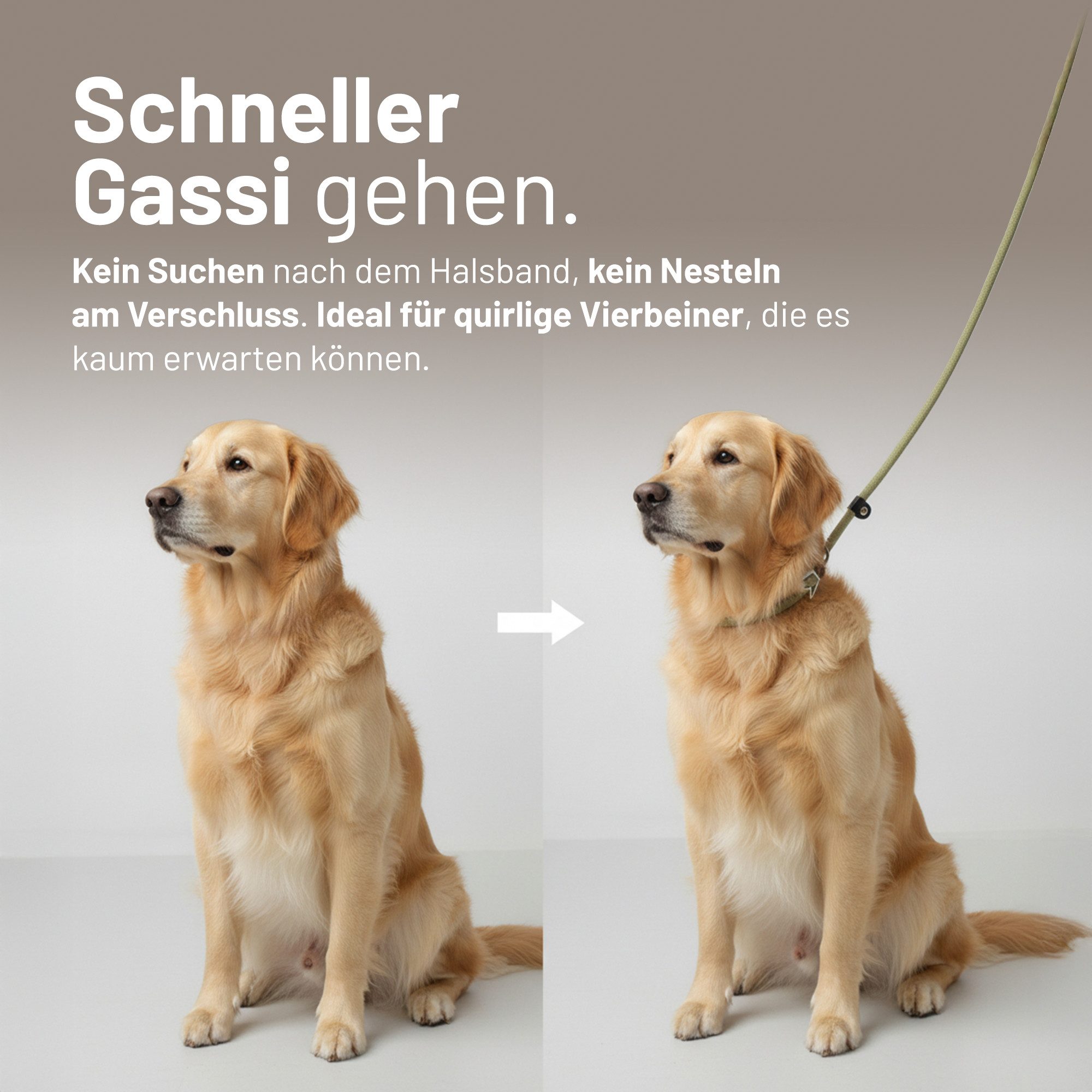 Rudelkönig Hundeleine Retrieverleine Tilda, Führleine mit Zugstopp, hochwertige Hundeleine, Nylon (1-tlg., Rudelkönig), Leine und Halsband in einem