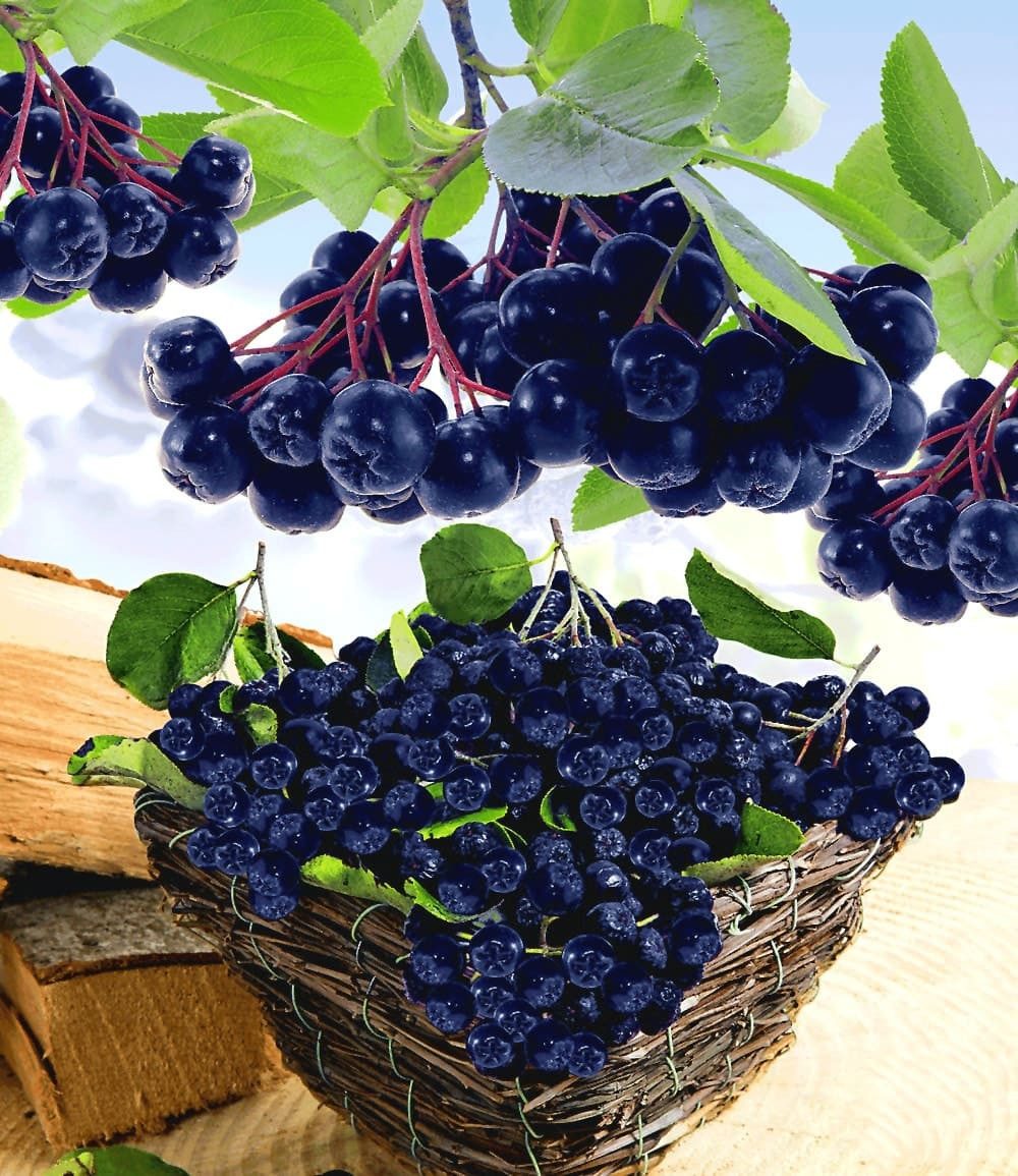 BALDUR Garten Obstpflanze Vitaminbeere 'Aronia Viking', 1 St., Selbstbefruchtend,winterhart, essbar, pflegeleicht