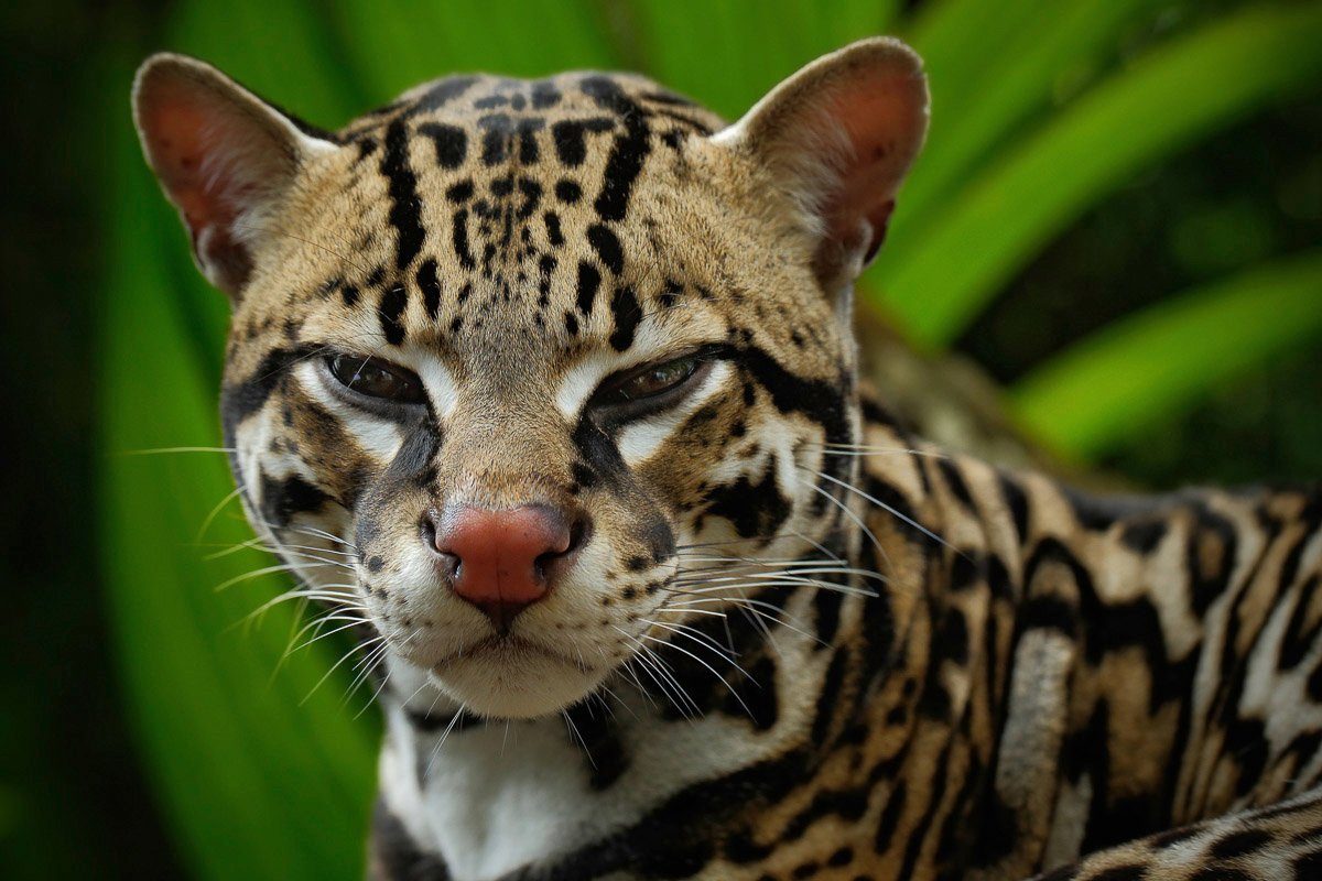 Fototapete LEOPARD