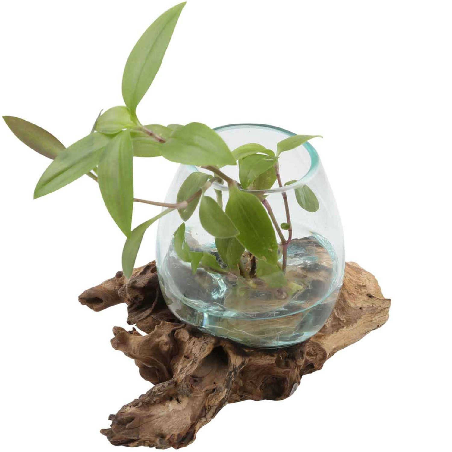 Casa Moro Dekovase Glasvase auf Wurzelholz Ø 12cm aus Recycling Glas & Wurz günstig online kaufen