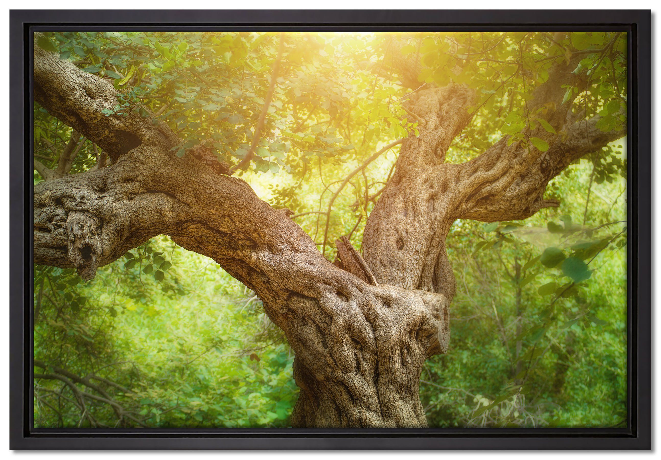 Pixxprint Leinwandbild Mächtiger Baum im Wald, Wanddekoration (1 St), Leinwandbild fertig bespannt, in einem Schattenfugen-Bilderrahmen gefasst, inkl. Zackenaufhänger