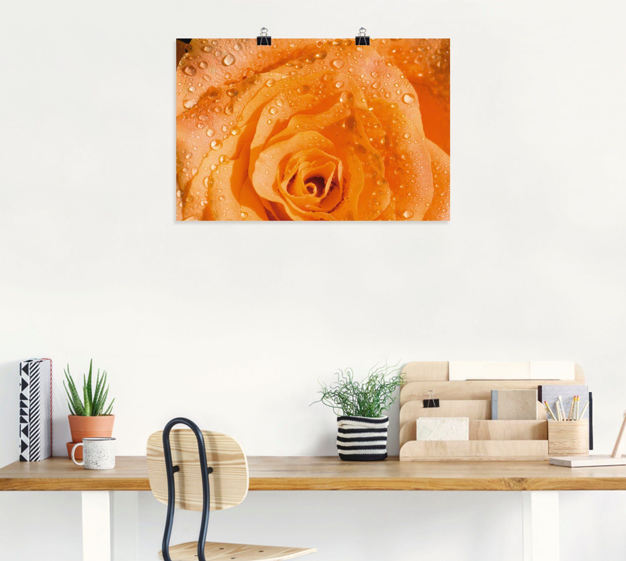 Artland Poster versch. (1 St), in Blumen Leinwandbild, Wandbild Größen oder Wandaufkleber Alubild, als Rose,
