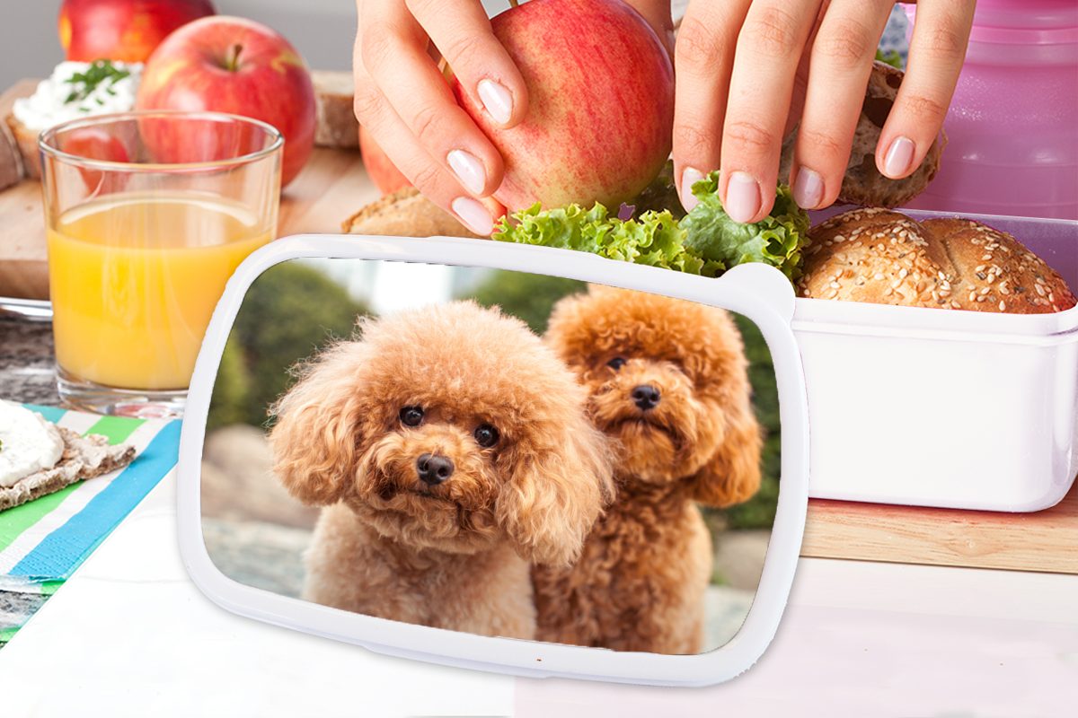 der Brotdose, Kunststoff, weiß braunen und Nahaufnahme für MuchoWow Mädchen (2-tlg), Kinder Lunchbox und Brotbox Jungs Eine Erwachsene, für Welpen,