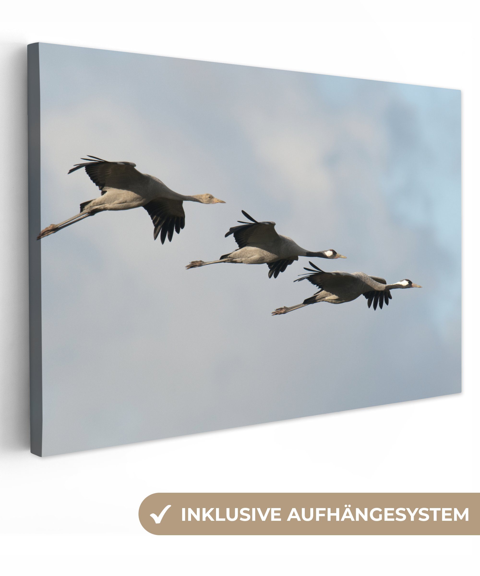 OneMillionCanvasses® Leinwandbild Drei Kraniche fliegen auf spektakuläre Weise durch die Luft, (1 St), Wandbild Leinwandbilder, Aufhängefertig, Wanddeko, 30x20 cm