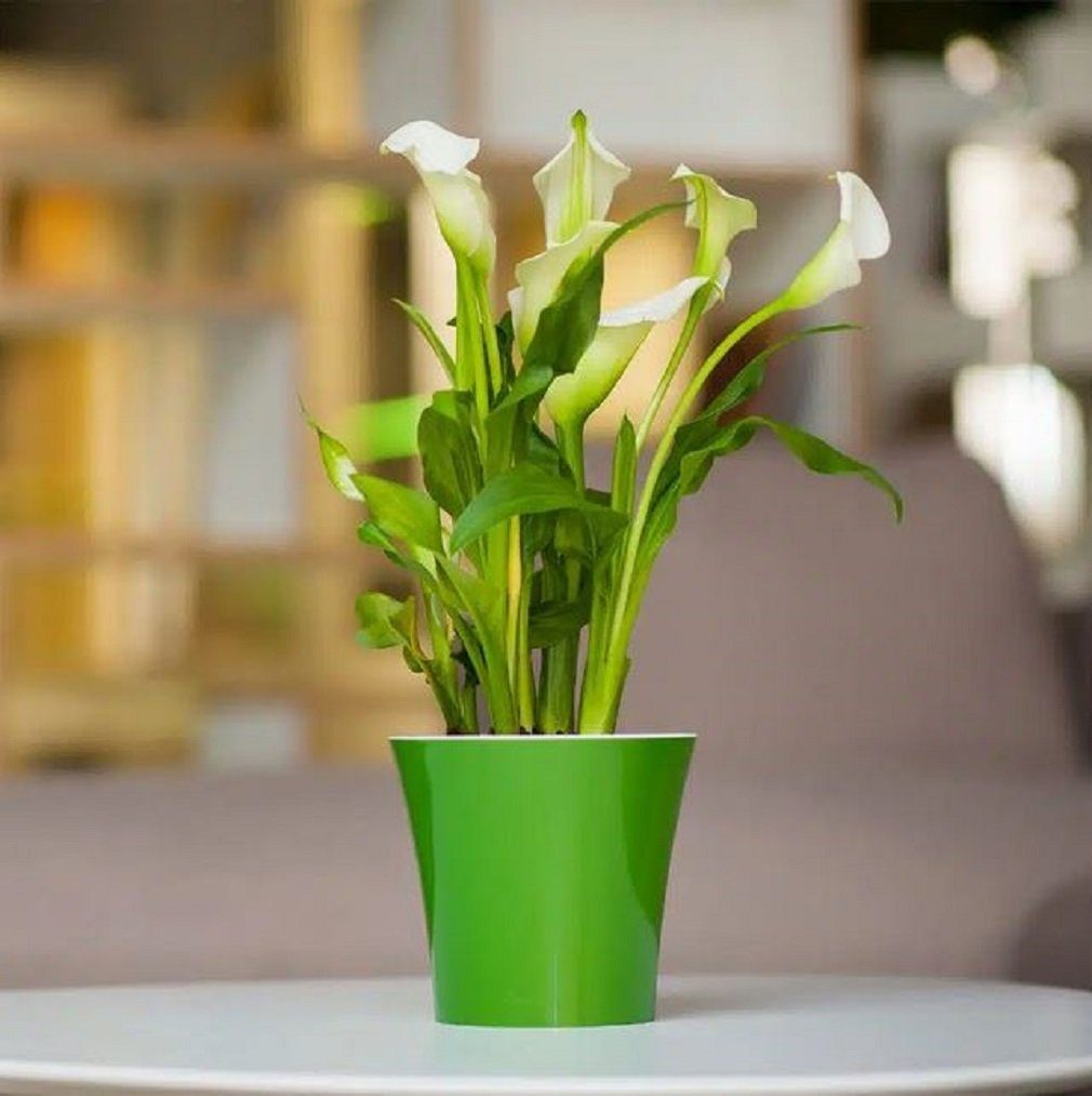 (1 grün-weiß Größen Santino Pflanztöpfe - Blumentopf Farben selbstbewässernde div. St) + "Arte"