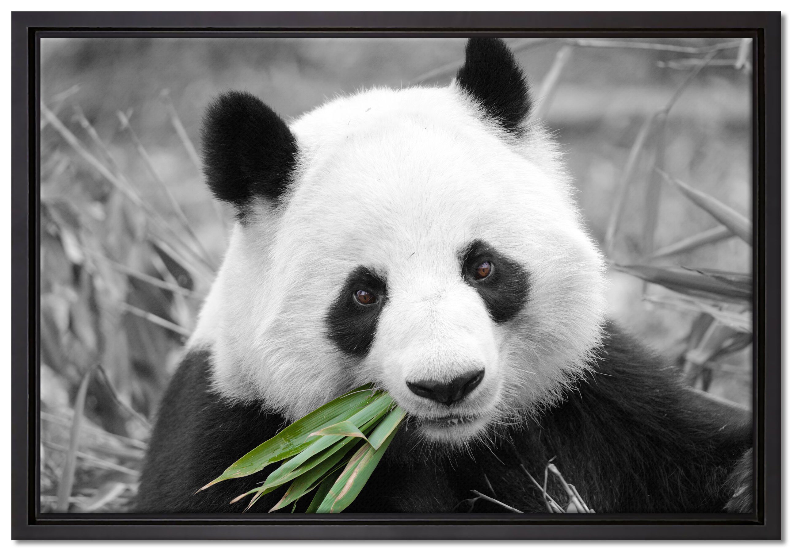 Pixxprint Leinwandbild kuscheliger Panda frisst Bambus, Wanddekoration (1 St), Leinwandbild fertig bespannt, in einem Schattenfugen-Bilderrahmen gefasst, inkl. Zackenaufhänger