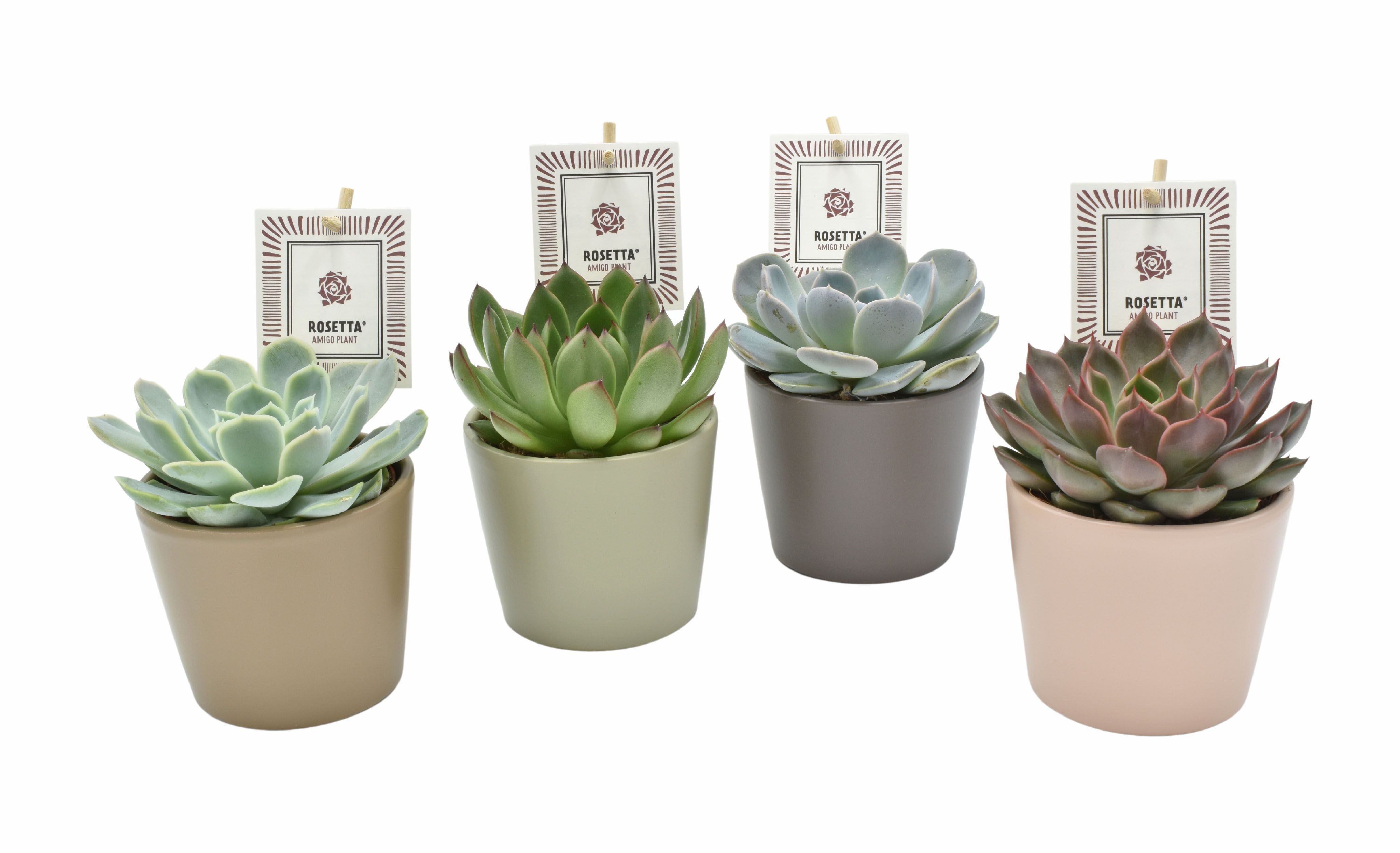 meinvipshop Zimmerpflanze Sukkulente Echeveria 4er Set mit Übertopf