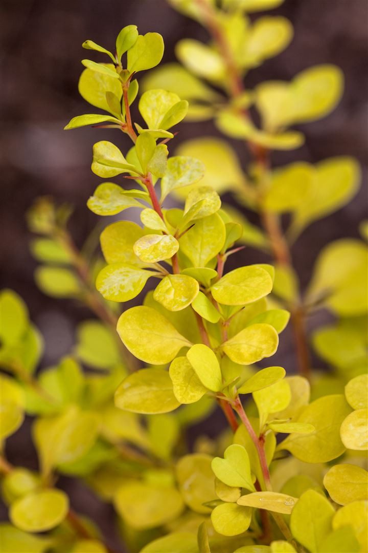 Pflanzen für Dich Gehölze Berberis thunbergii Yellow Tower, 1 St., Thunberg-Berberitze, Gelbe Säulenberberitze