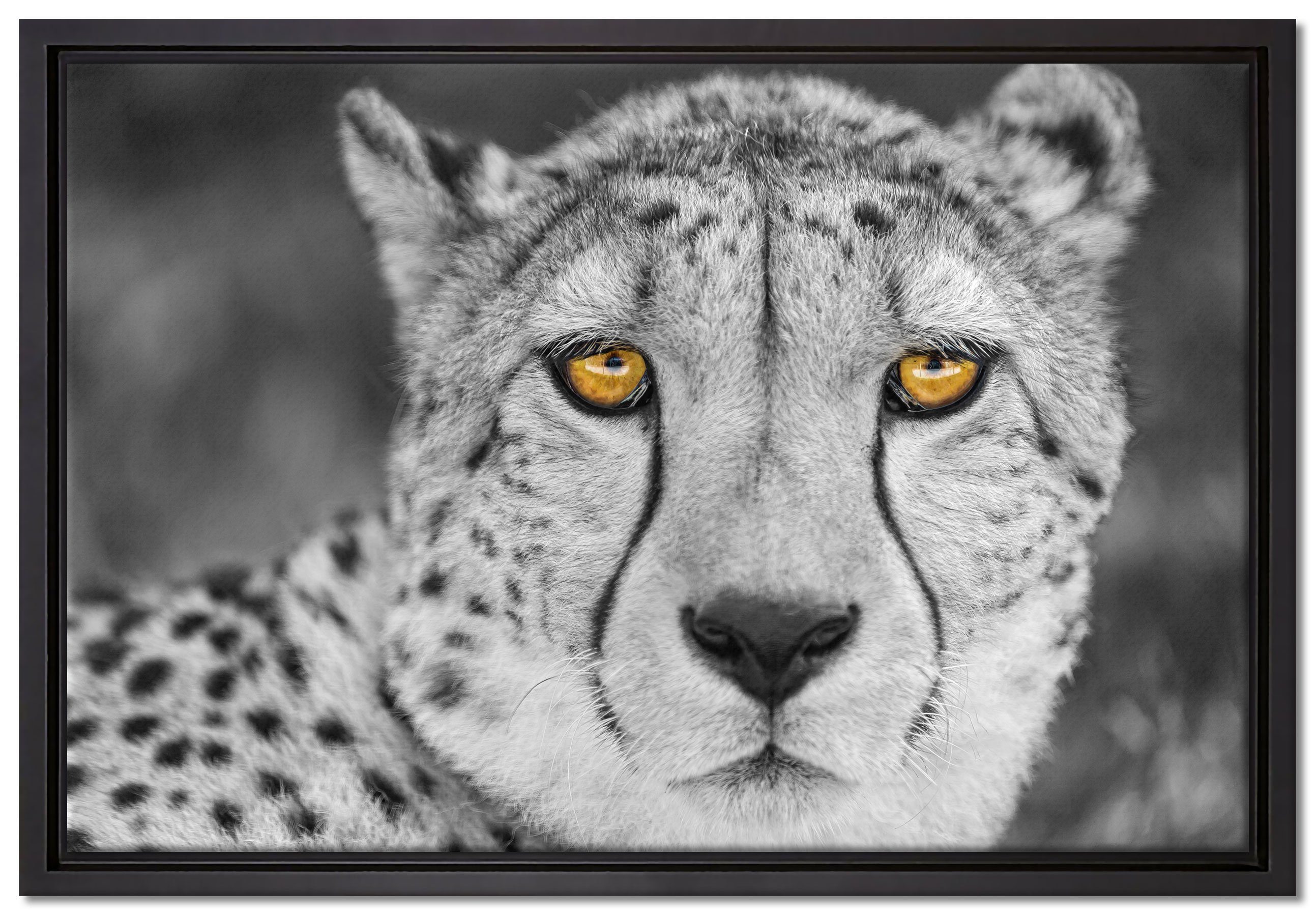 Pixxprint Leinwandbild ruhender Gepard, Wanddekoration (1 St), Leinwandbild fertig bespannt, in einem Schattenfugen-Bilderrahmen gefasst, inkl. Zackenaufhänger