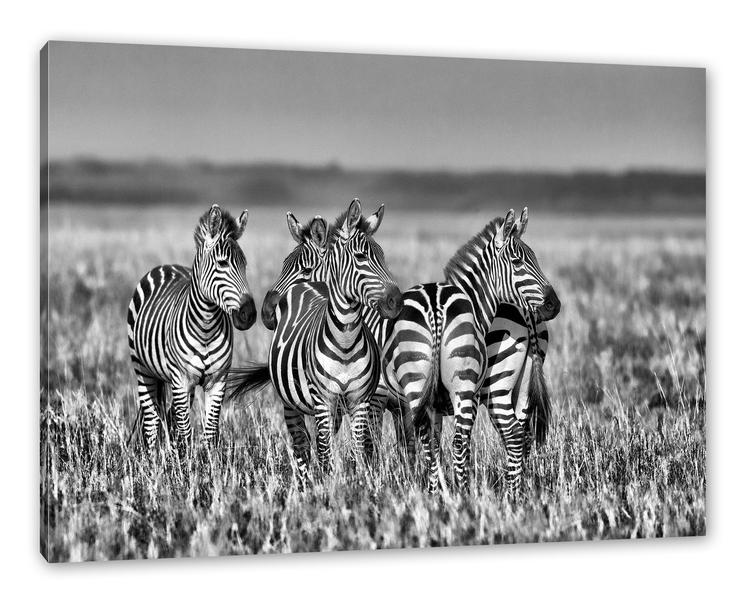 inkl. kleine Leinwandbild Pixxprint Zackenaufhänger kleine (1 fertig Leinwandbild bespannt, Zebrahorde, St), Zebrahorde