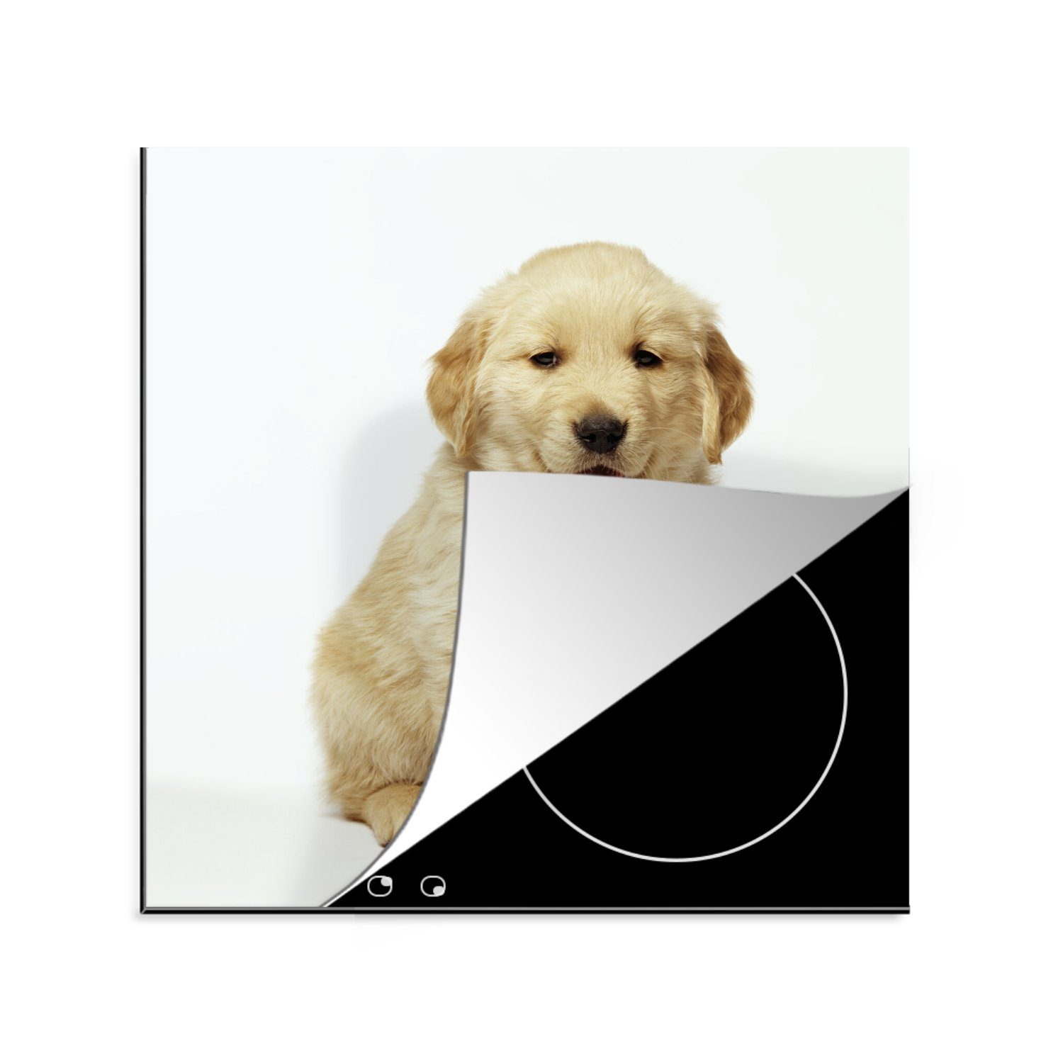 MuchoWow Herdblende-/Abdeckplatte Porträt eines flauschigen Golden Retriever Welpen, Vinyl, (1 tlg), 78x78 cm, Ceranfeldabdeckung, Arbeitsplatte für küche