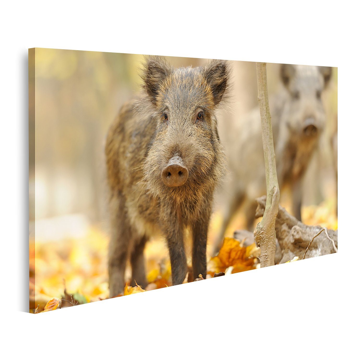 islandburner Leinwandbild Bild auf Leinwand Wildschwein Herbst Wald ...