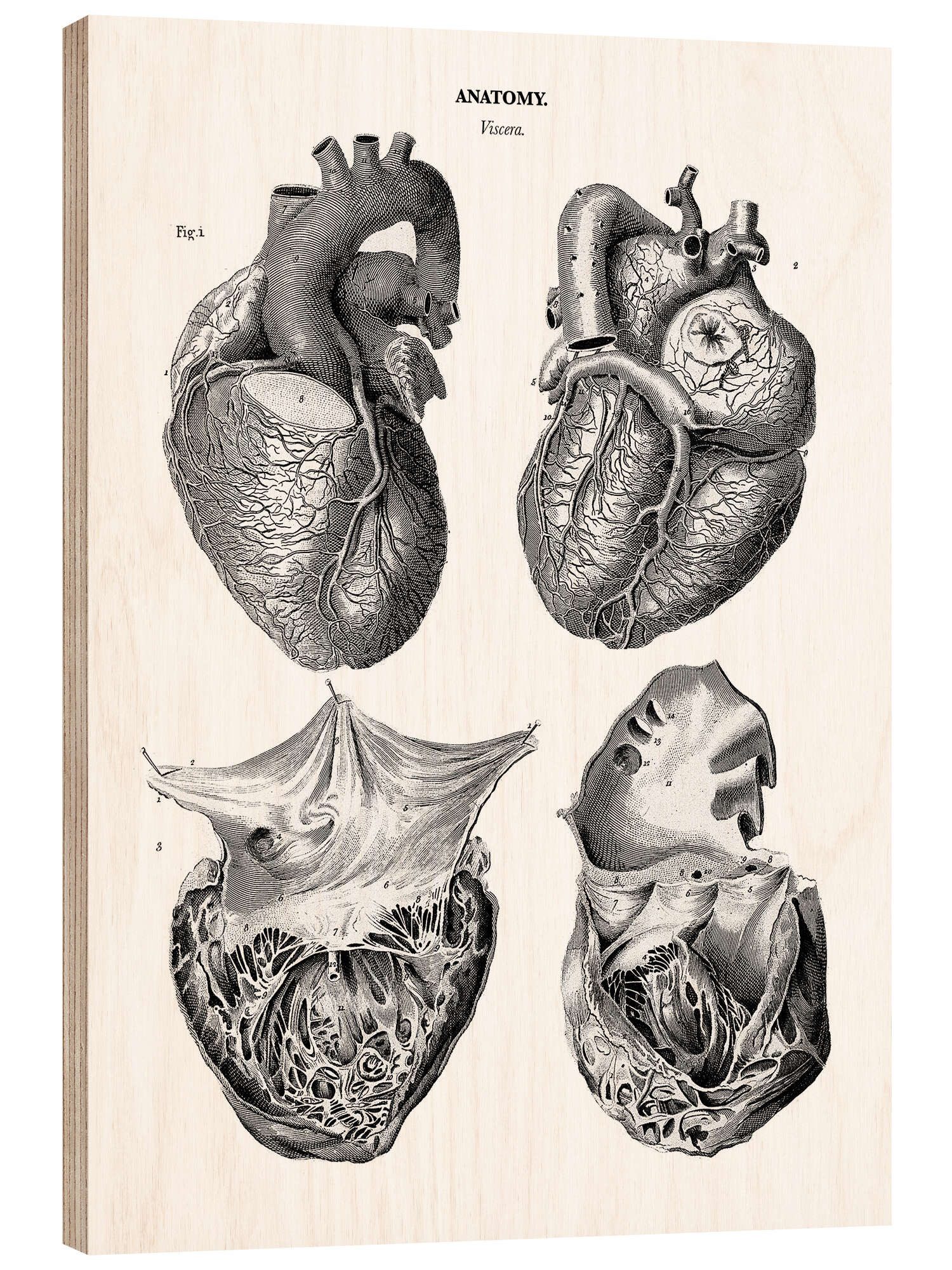 Posterlounge Wandbild Anatomie des menschlichen Herzens, Thomas Milton, erhältlich als Poster, Leinwandbild, Wandsticker oder Acrylglasbild
