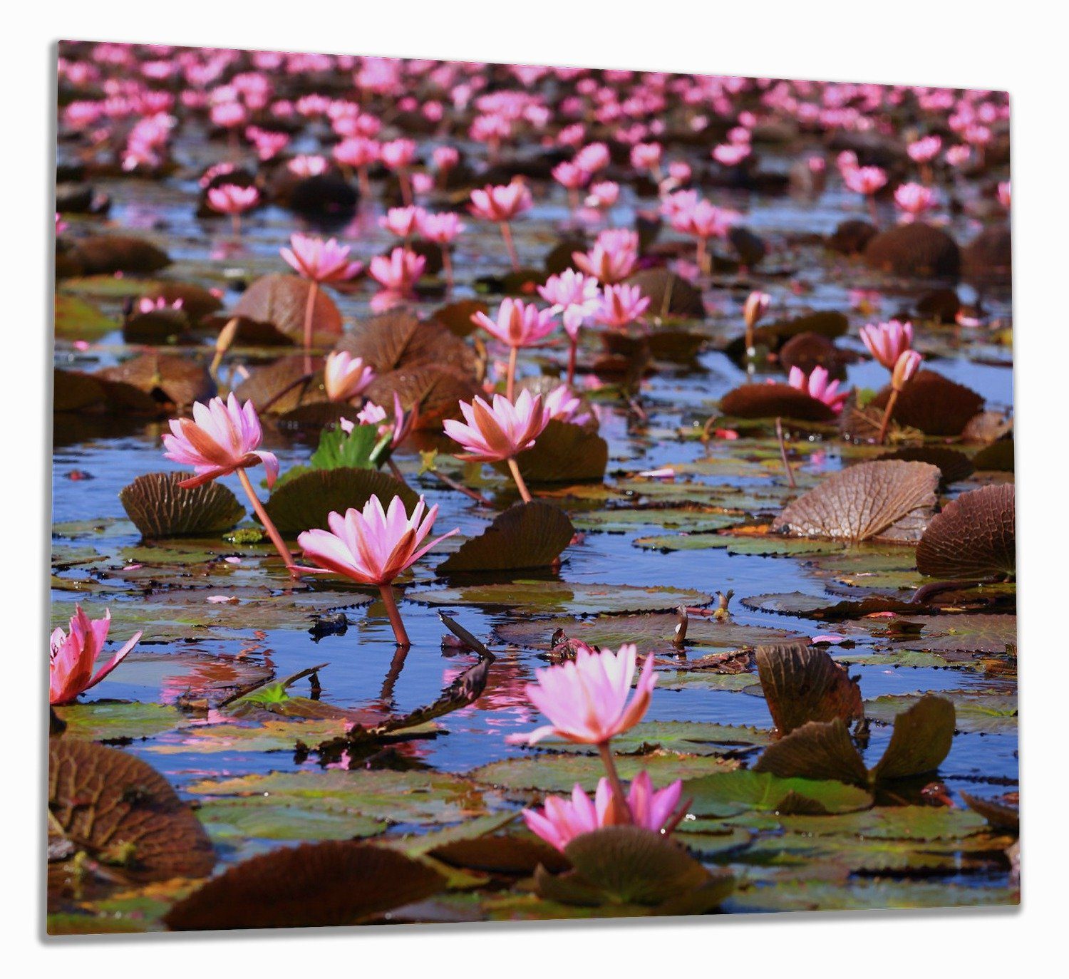 Wallario Herd-Abdeckplatte Seerosenlandschaft mit rosa Blüten, ESG-Sicherheitsglas, (Glasplatte, 1 tlg., inkl. 5mm Noppen), verschiedene Größen