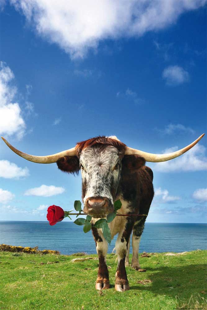 Poster Kühe - Poster - Longhorn mit Rose