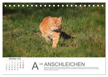 CALVENDO Wandkalender Katzen ABC (Tischkalender 2025 DIN A5 quer), CALVENDO Monatskalender