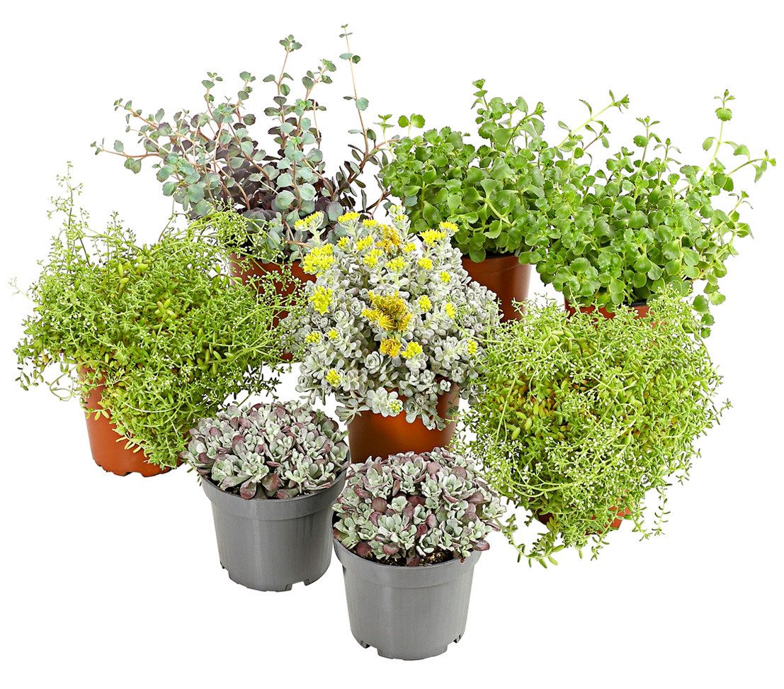 Dehner Sukkulente Pflanzenset Fetthennen, 8er Set verschiedene Sorten, Ø Topf 10.5 cm