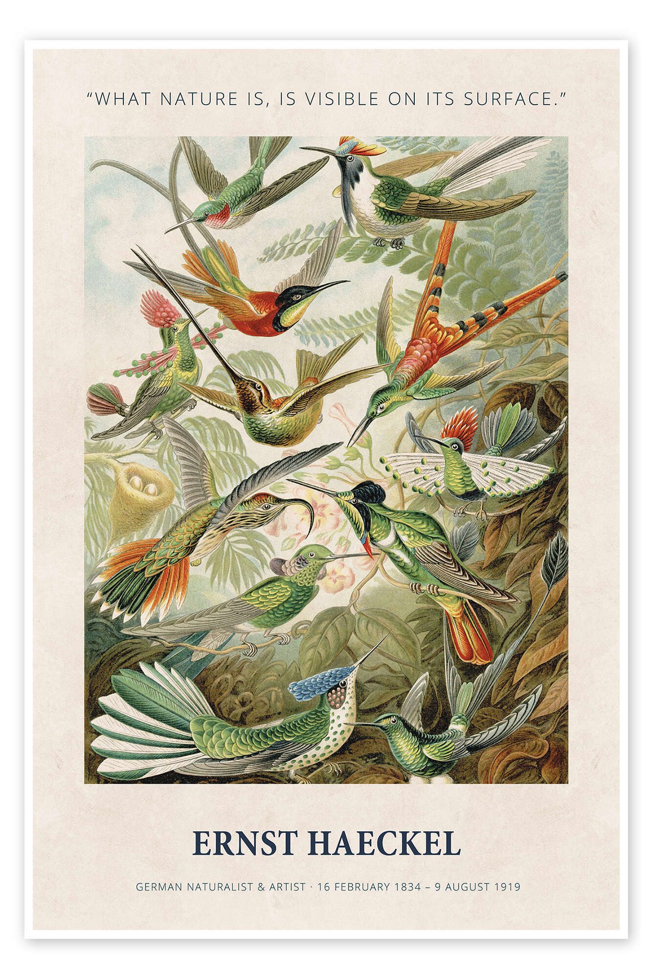 Posterlounge Wandbild What Nature is, is Visible on its Surface, Ernst Haeckel, erhältlich als Poster, Leinwandbild, Wandsticker oder Acrylglasbild