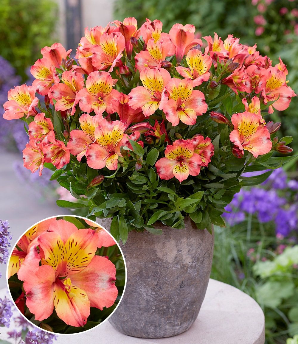BALDUR Garten Staude Winterharte Alstromeria Incalys® 'Salmon', im 12 cm XL-Topf, 1 St., Alstroemeria,winterhart, mehrjährig, pflegeleicht