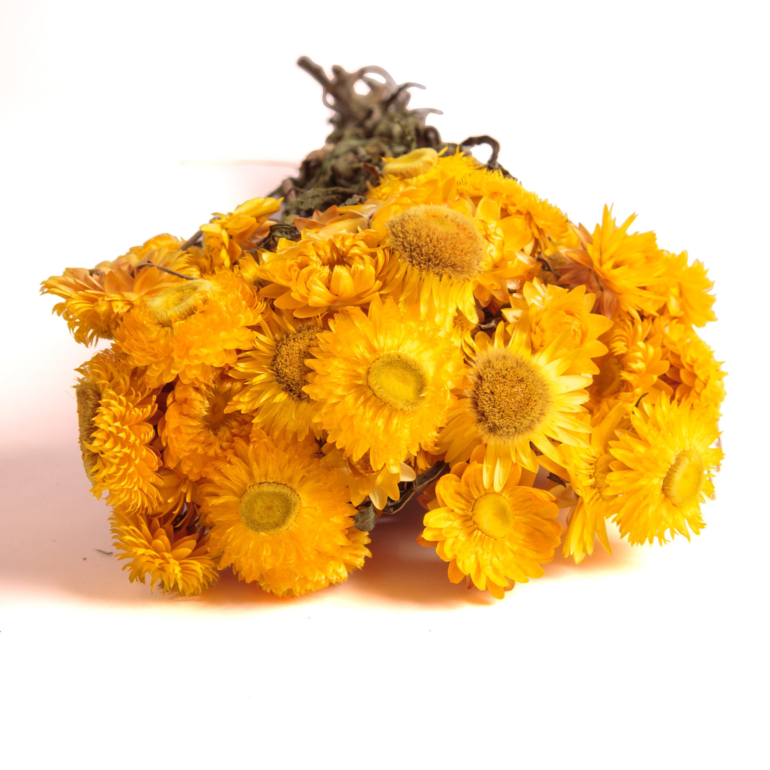 DIY Trockenblumen getrocknet Blumen Heidelberg, Helichrysum Trockenblume Strohblumen SCHULZ Strohblume, Gelb cm ROSEMARIE Strauß Höhe 10