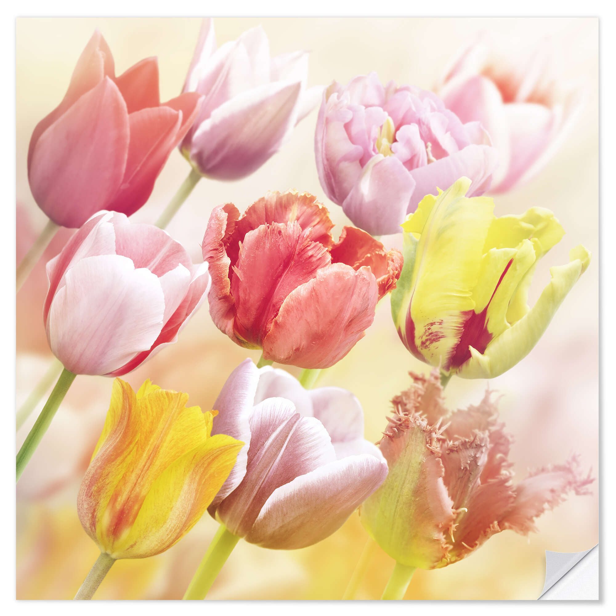 Posterlounge Wandfolie Editors Choice, Verschiedene Tulpen, Fotografie