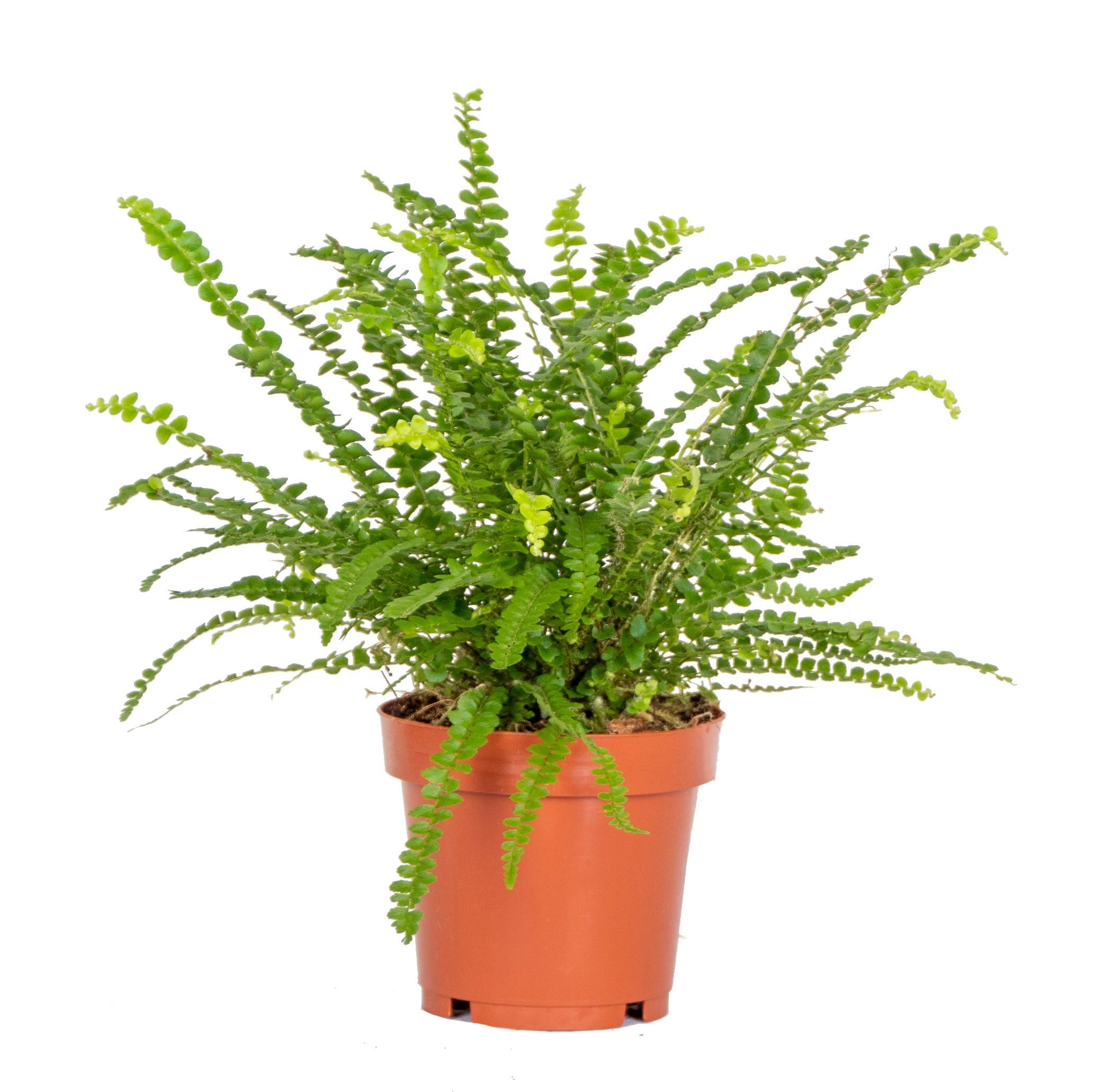 Bloomique Zimmerpflanze Bloomique - Nephrolepis Duffi - Schwertfarn - Zimmerpflanzen - Luftrei, 1 St.