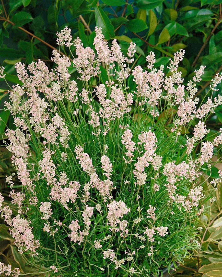 Pflanzen für Dich Staude Lavandula ang. Rosea, 1 St., Lavendel, Echter Lavendel