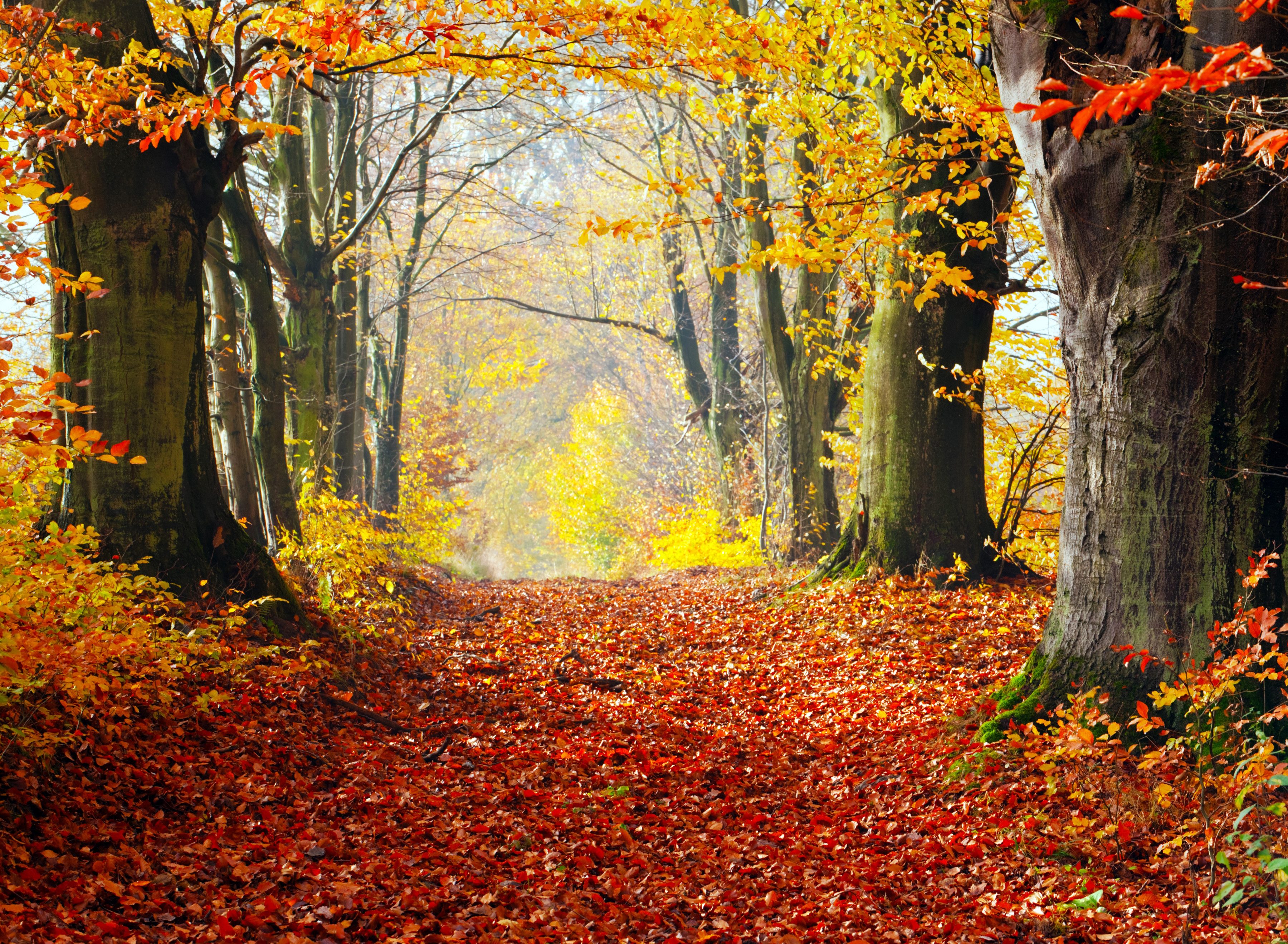 Papermoon Fototapete Autumn Forest Path, glatt