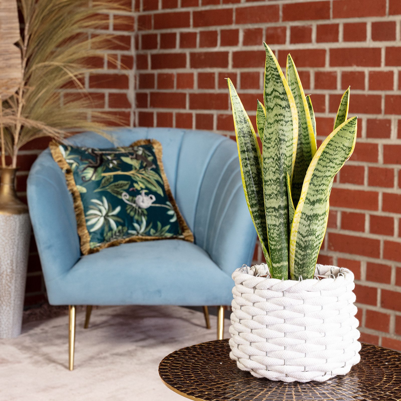 Flowerbox Zimmerpflanze Bogenhanf - Sansevieria trifasciata, pflegeleicht - Höhe ca. 35 cm, Topf-Ø 12 cm