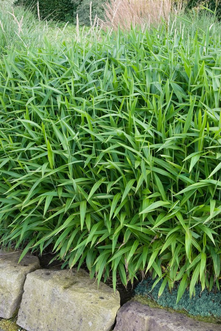 Pflanzen für Dich Gräser Pleioblastus pumilus, 1 St., Zwergbambus, Bambusgras, kompakt, immergrün