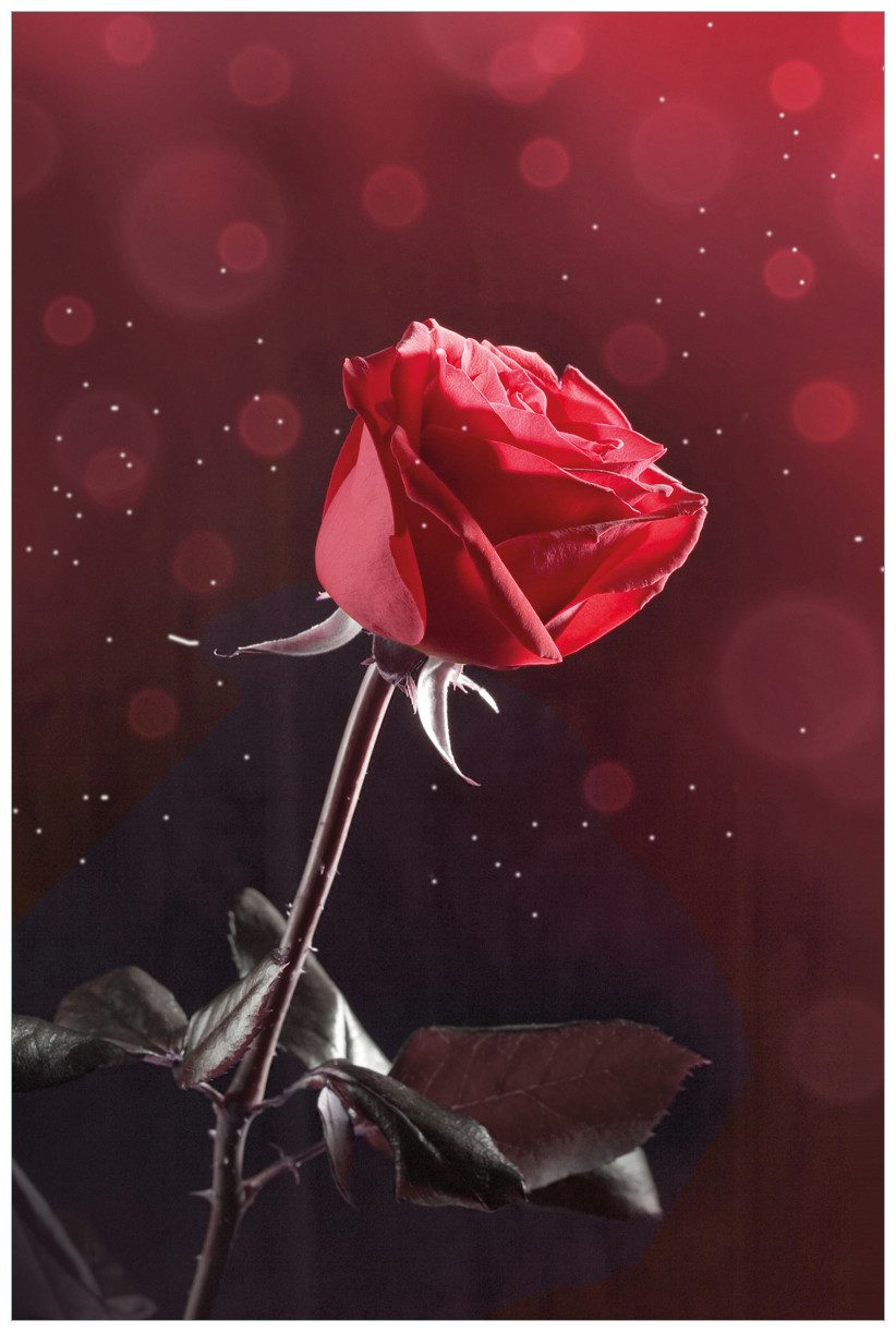 Wallario Wandfolie, Rote Rose Single, in verschiedenen Ausführungen