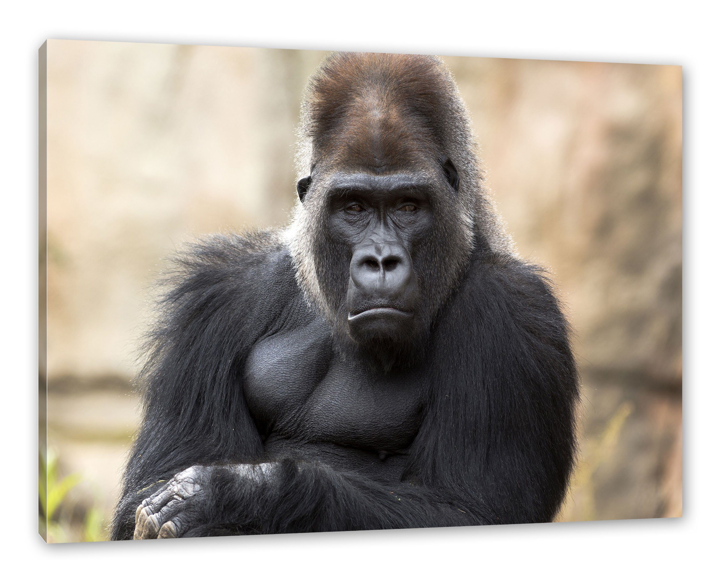Pixxprint Leinwandbild gelangweilter (1 Gorilla bespannt, inkl. Leinwandbild St), fertig Zackenaufhänger Gorilla, gelangweilter