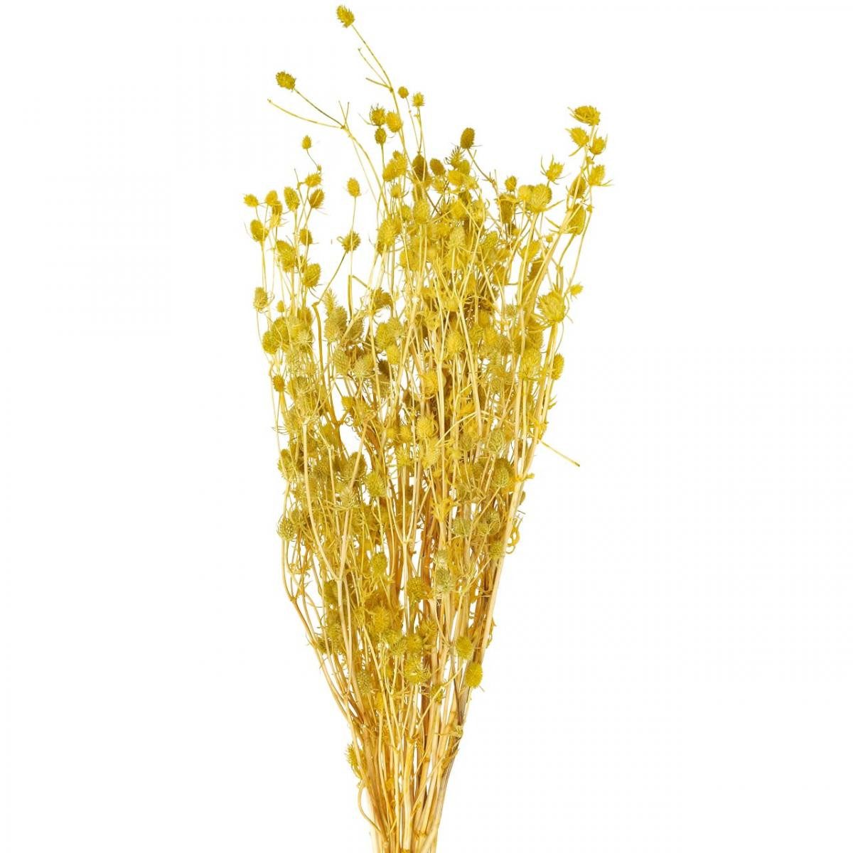 Trockenblume Trockenblumen Gelb Trockendistel Erdbeerdistel 100g Deko Boho-Stil