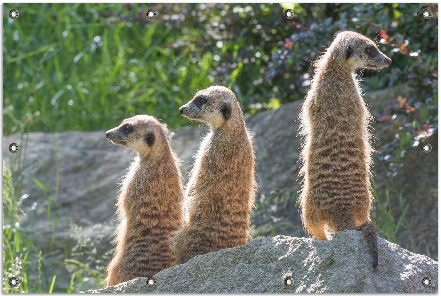 Wallario Sichtschutzzaunmatten Erdmännchen im Sonnenschein