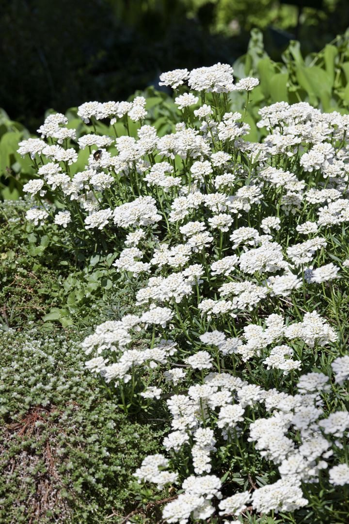Pflanzen für Dich Staude Iberis semp. Appen-Etz, 1 St., Schleifenblume, Immergrüne Schleifenblume