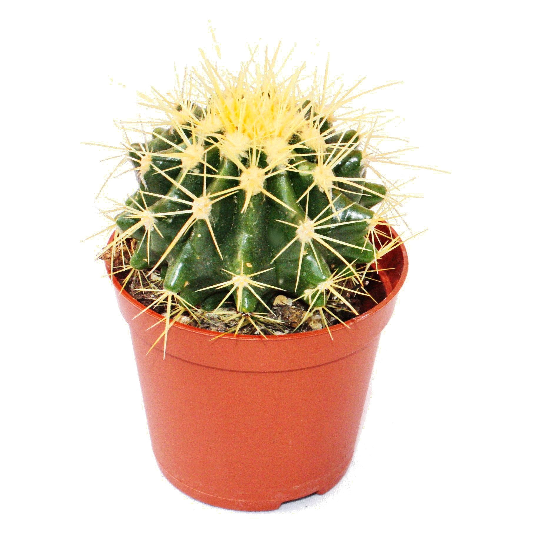 Exotenherz Kaktus Echinocactus grusonii - Schwiegermutterstuhl - im 8,5cm Topf