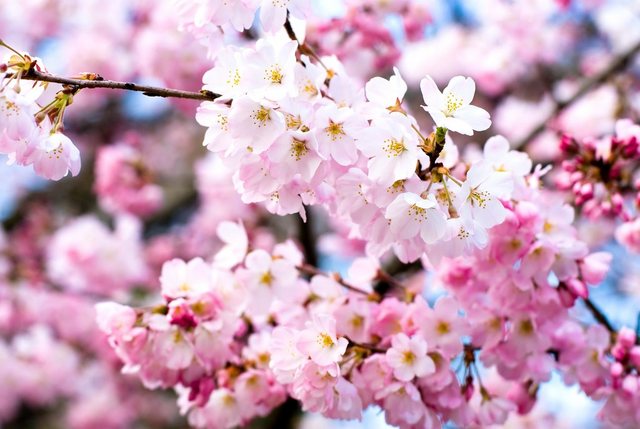 Papermoon Fototapete »Cherry Blossoms«, glatt-Otto