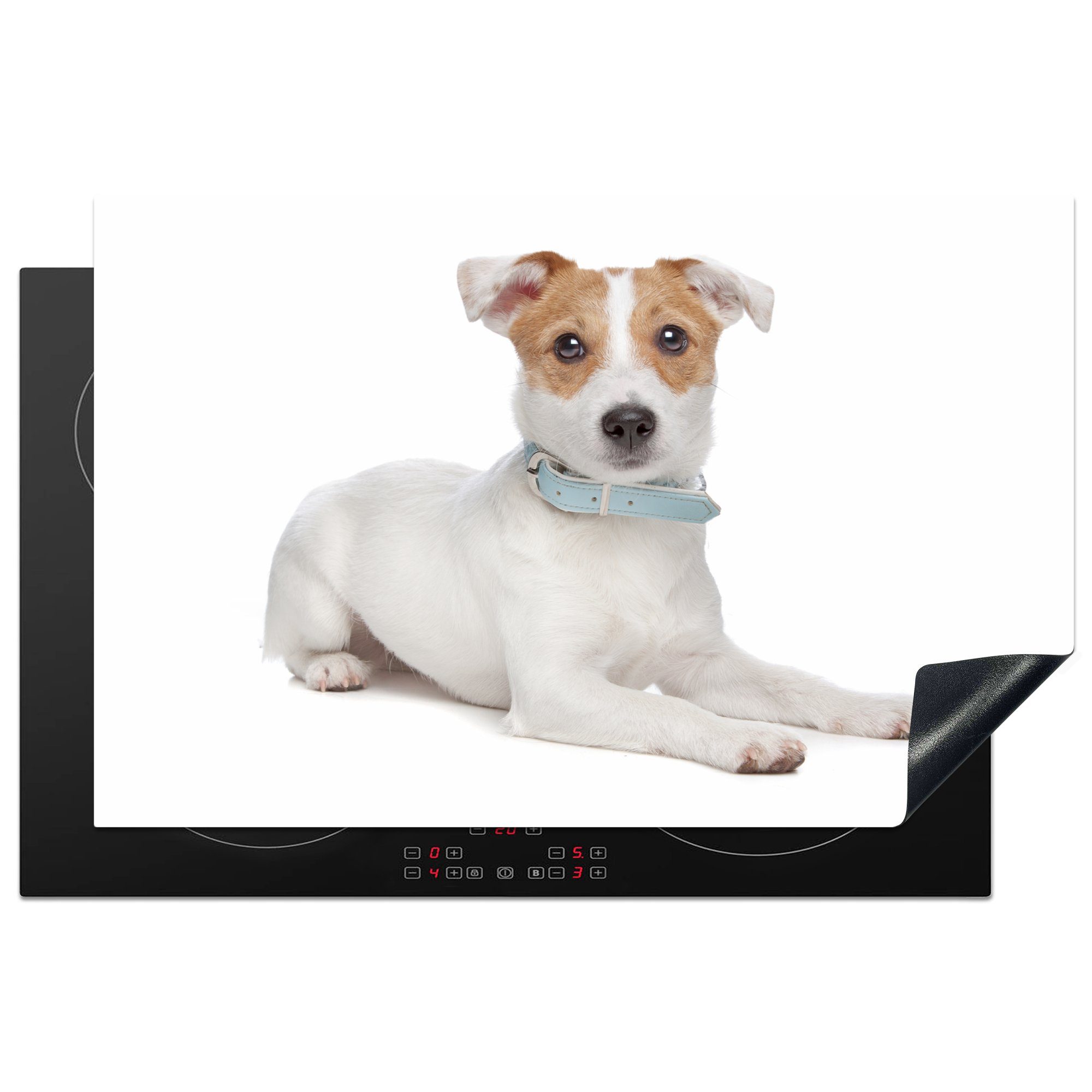 MuchoWow Herdblende-/Abdeckplatte Jack Russel Hund auf einem weißen Hintergrund, Vinyl, (1 tlg), 81x52 cm, Induktionskochfeld Schutz für die küche, Ceranfeldabdeckung