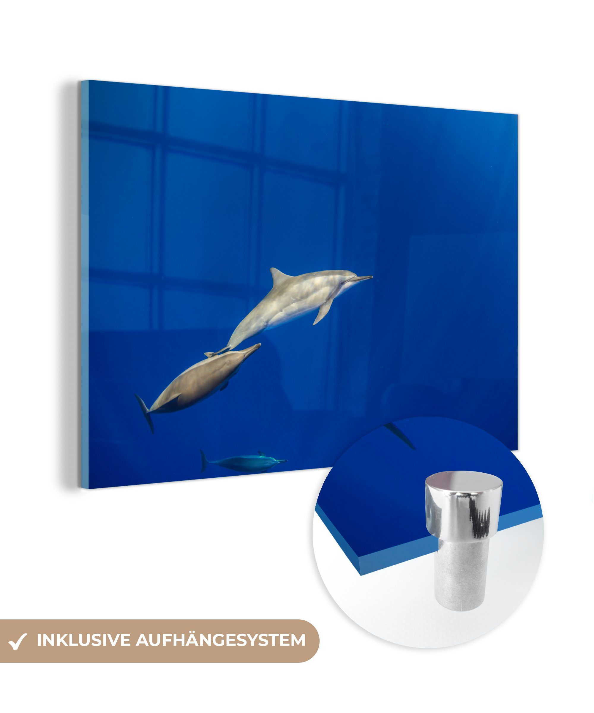 - MuchoWow - Meer, Acrylglasbilder Tier (1 Wohnzimmer Schlafzimmer & Delfin Acrylglasbild St),